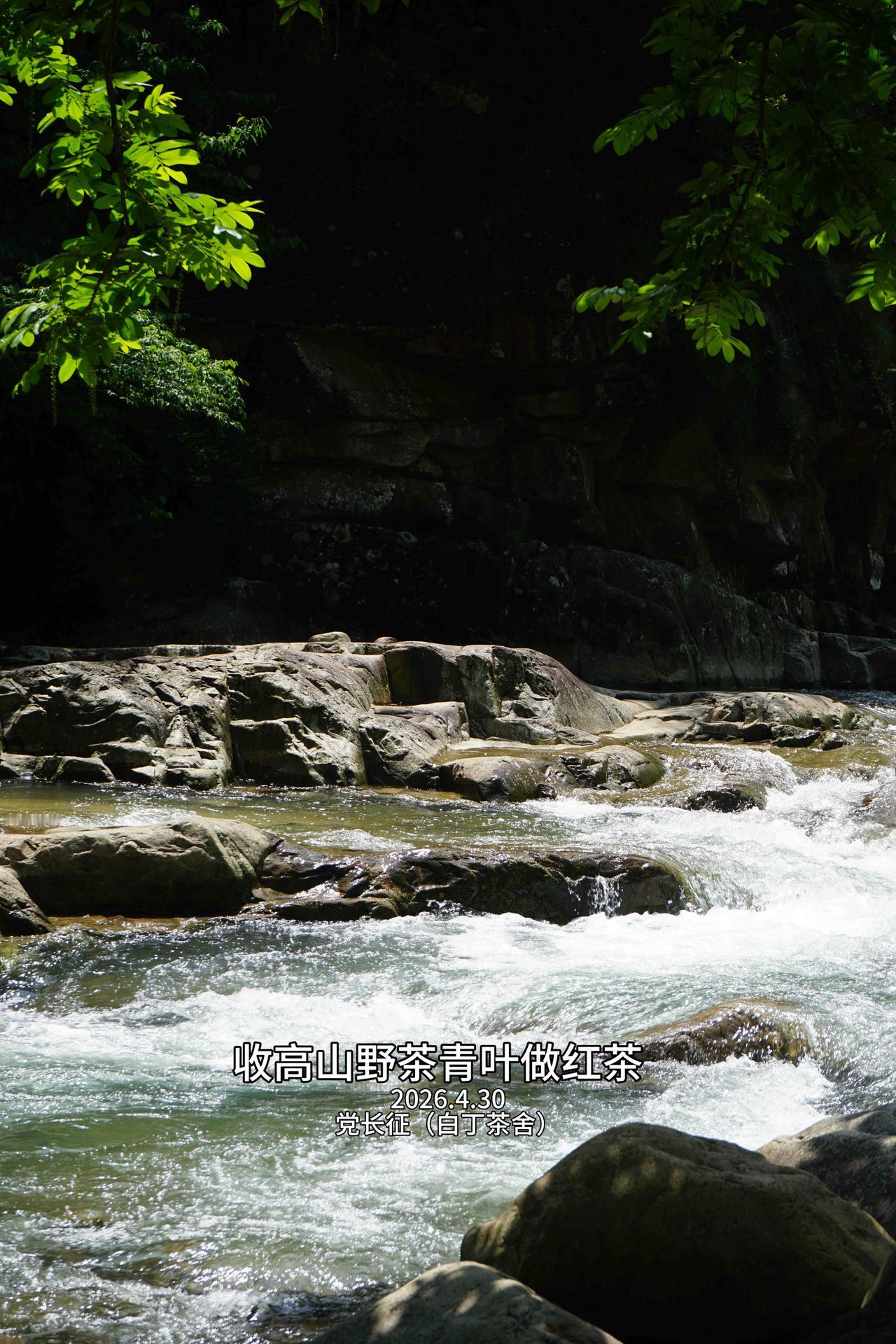 开了一天的车，上高山找野茶，天目山脉风景秀丽，自然造化一路龟速，真美。
安吉白茶