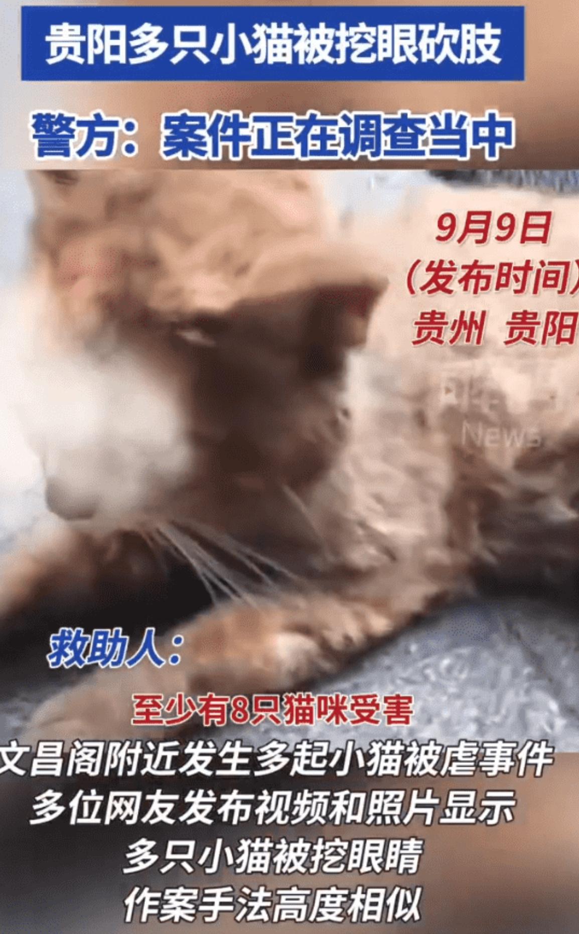 文昌阁网红小猫被曝遭挖眼砍断四肢，多位网友通过社交平台发布视频和照片，显示多只小