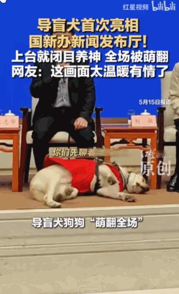 “于无声处听惊雷。”国务院新闻办公室新闻发布会，混进一只毛茸茸 “旁听生”！不吵