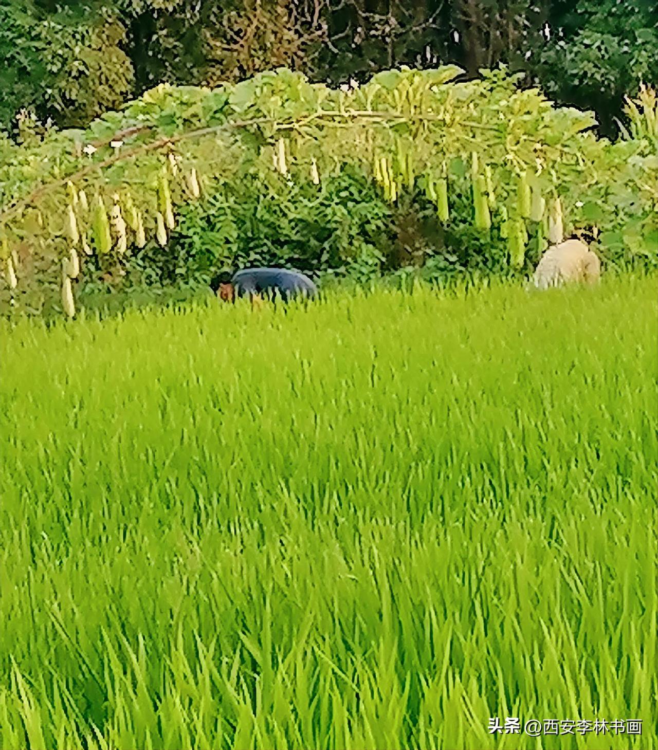 《秧田和瓜棚（李林摄于汉中城固）》