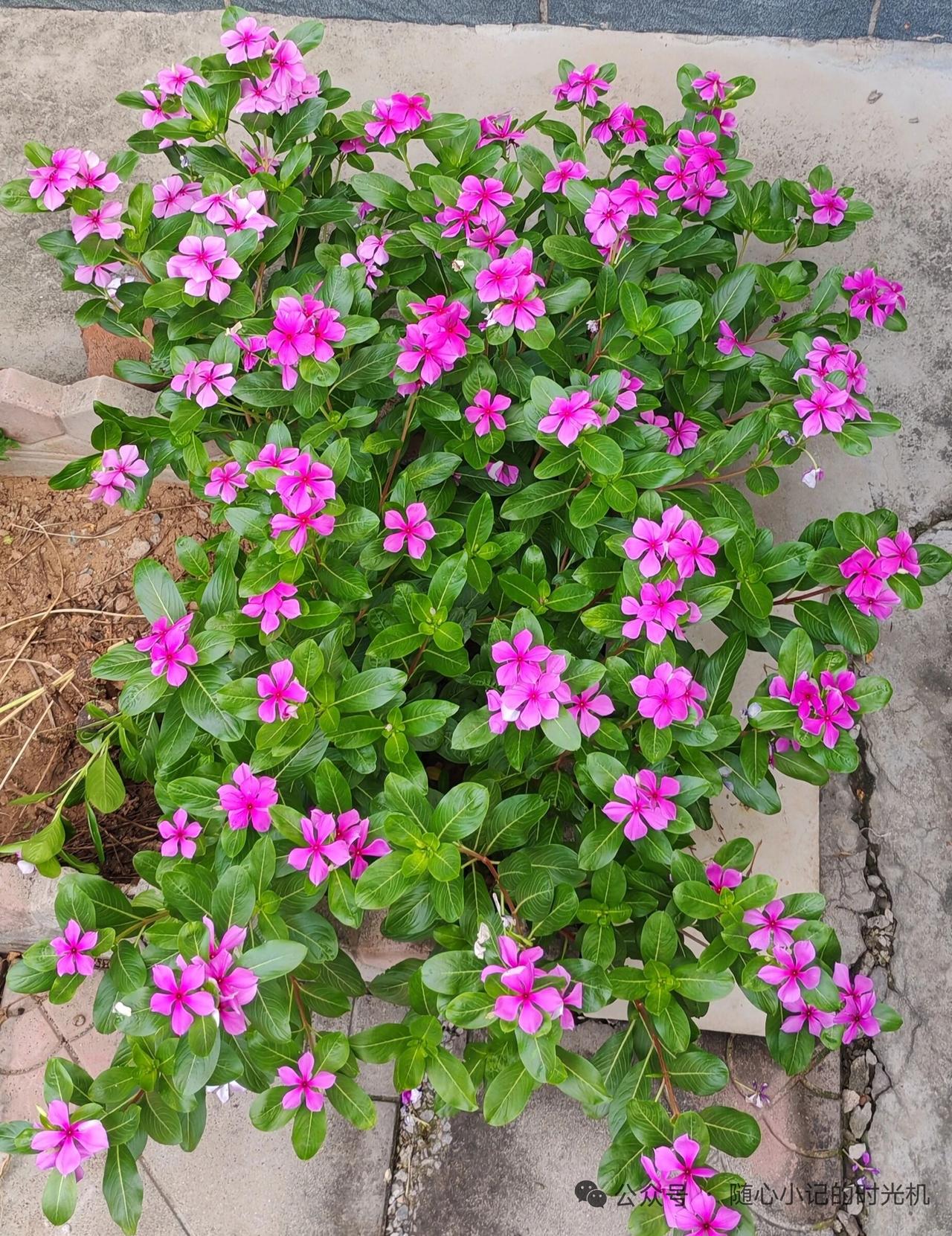 二婚能带来像初婚那样幸福吗? 二婚能不能像初婚那样幸福，还真没个准儿。有了头婚经