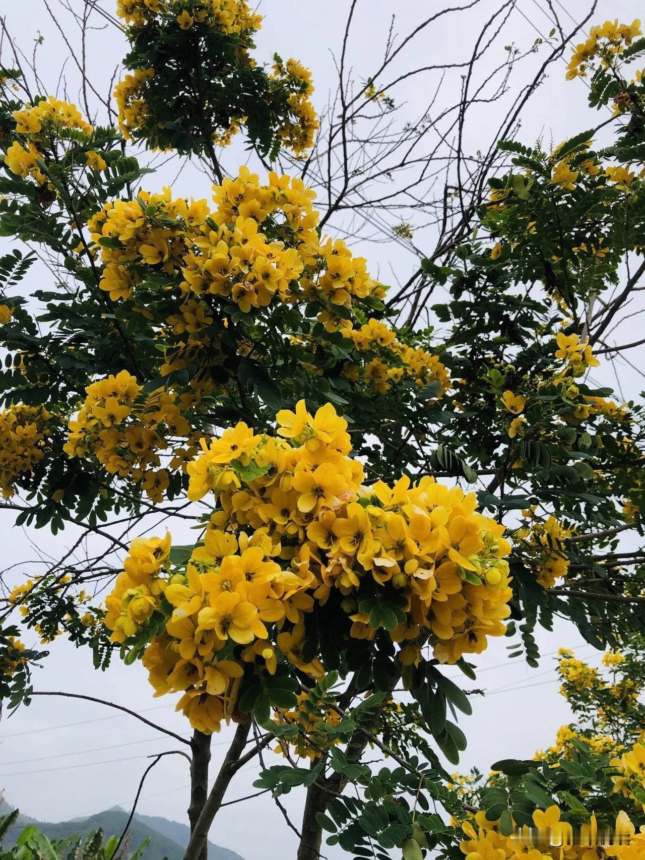 放慢脚步缓慢前行，沿途有浪漫风光，背后有温暖阳光。


  冬日观影计划 冬日花