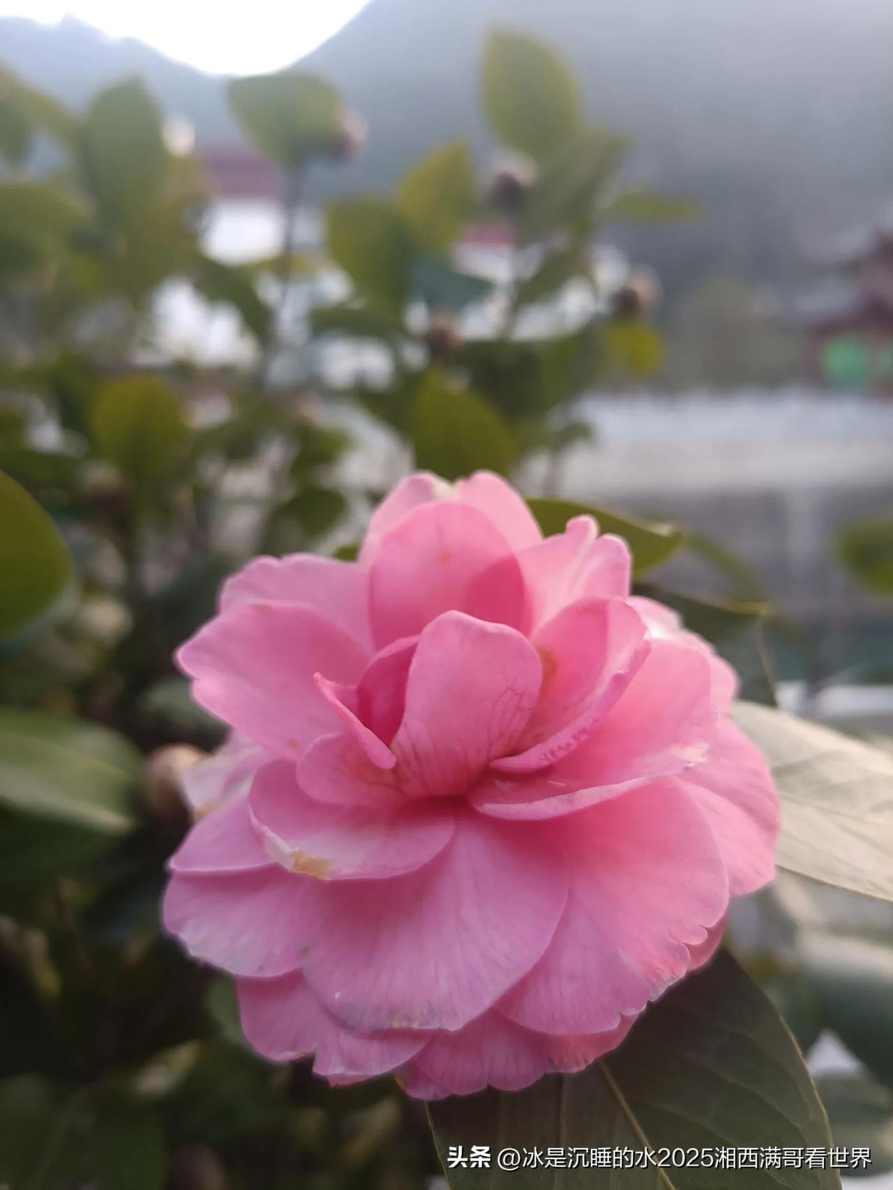 凌冽的寒风中，茶树花开了，粉红色的花瓣温暖着冬天，让人心头有丝丝暖意。