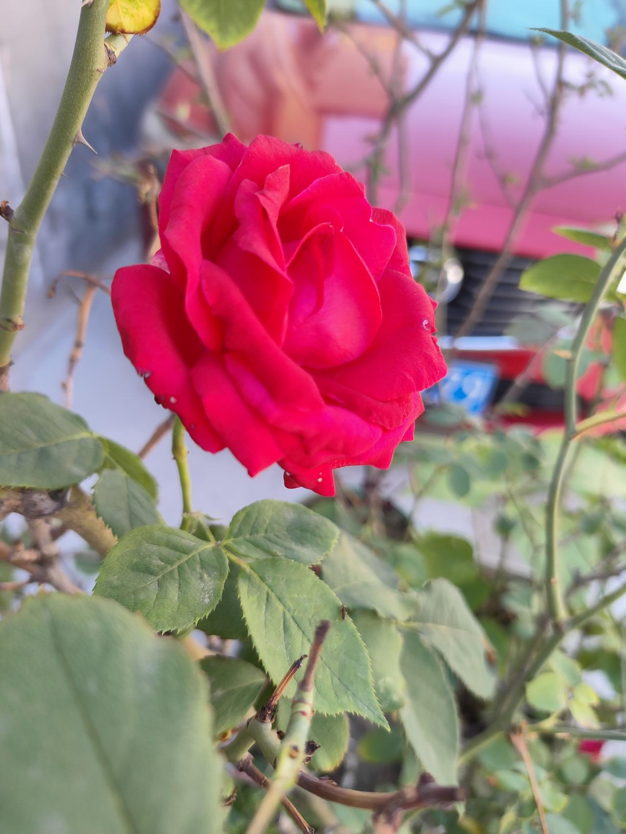 晒图笔记大赛热烈的红玫瑰，带着夏日的风，开得张扬又明媚。层层花瓣裹着温柔，在枝头
