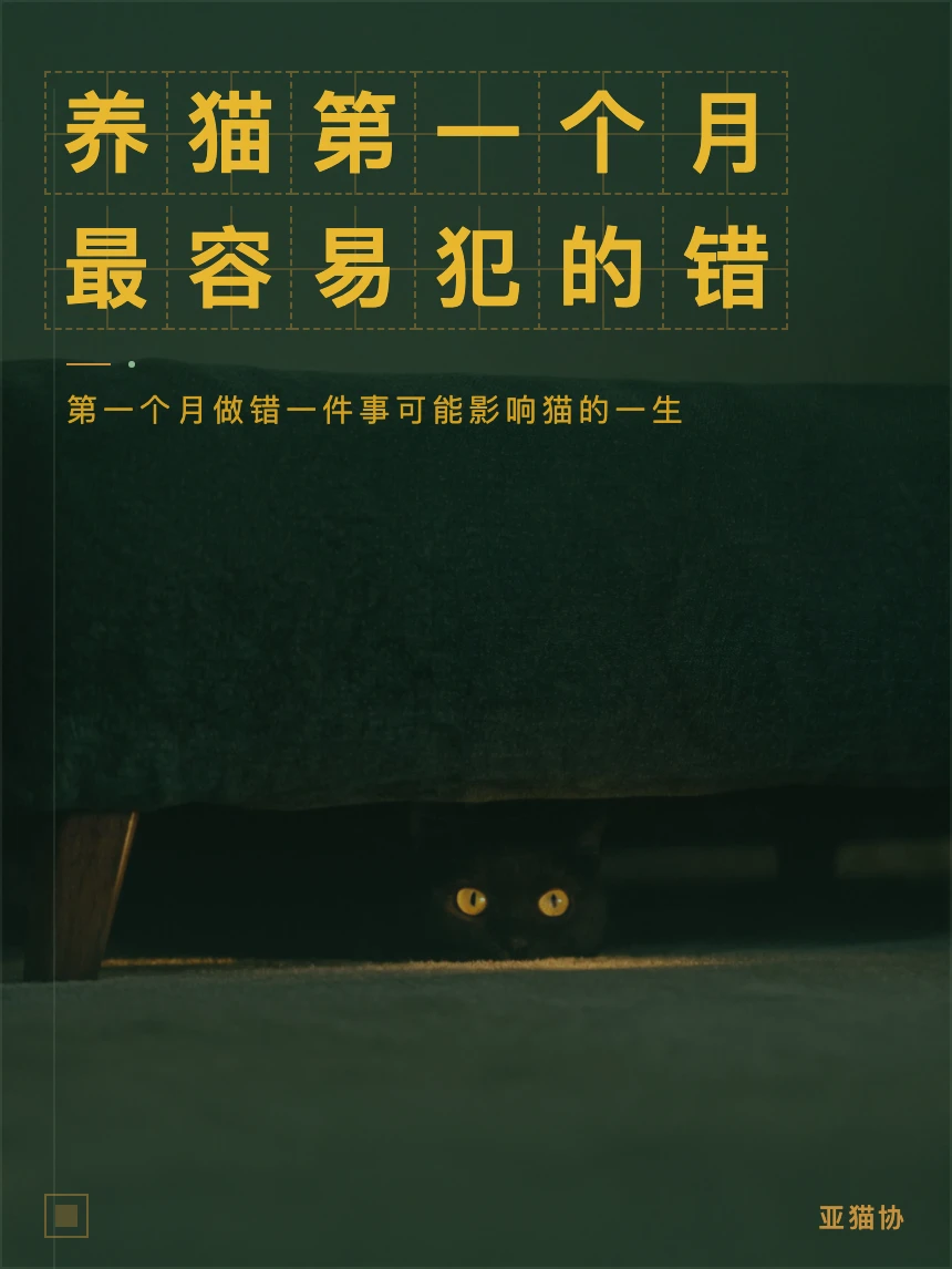 养猫第一个月｜最容易犯的6个错