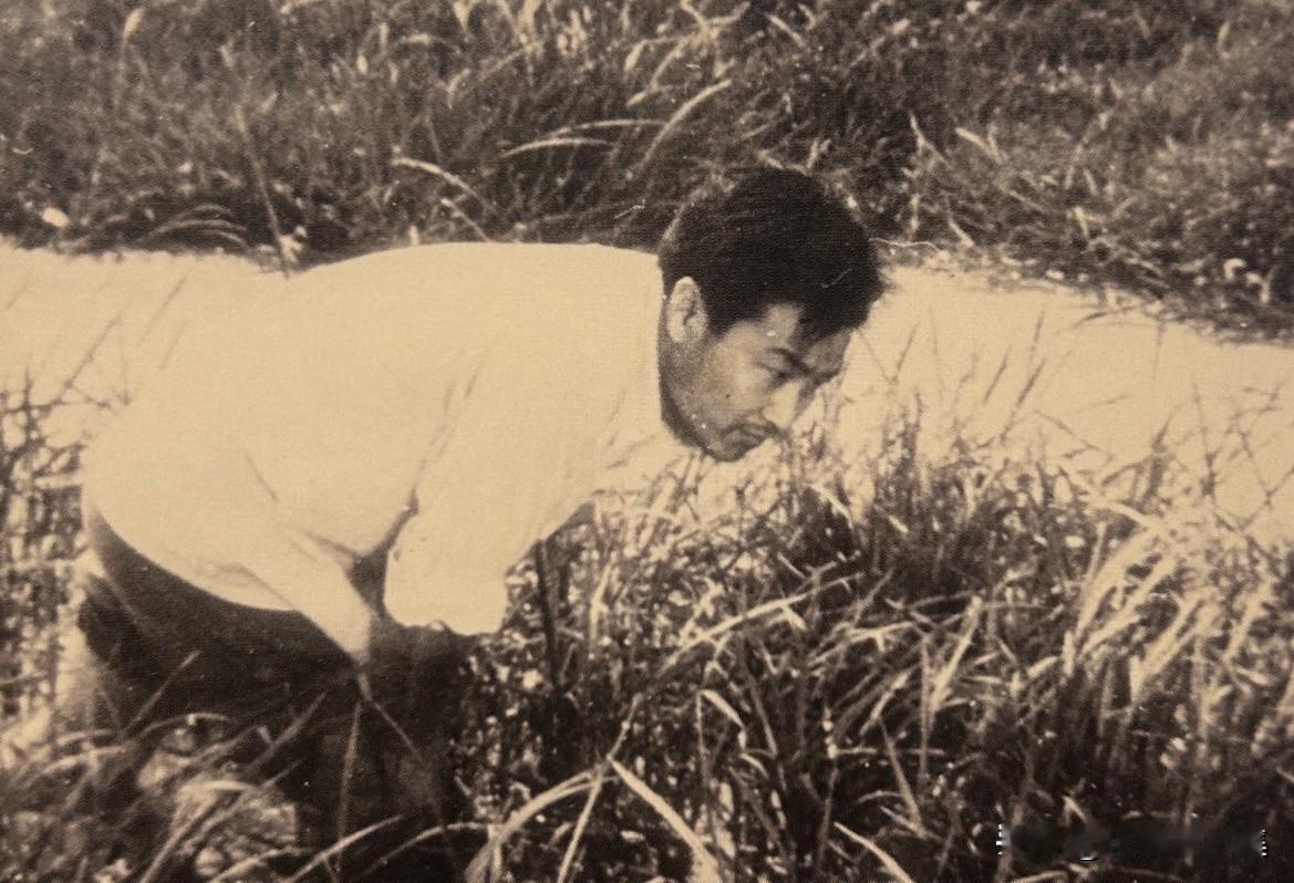1970年11月23日，李必湖和海南驻地农场技术员冯克珊发现了一株长着三个异常稻