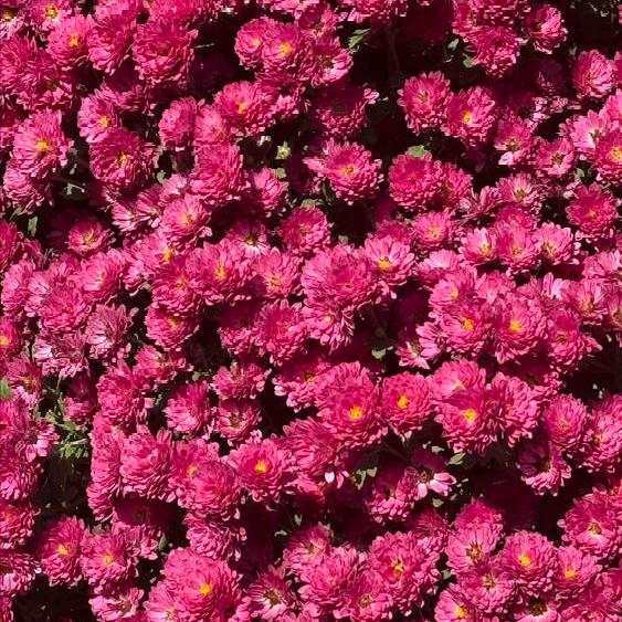 乌拉圭国家元首奥尔西在蒙得维的亚这样说
 
当地时间11月4日，奥尔西在蒙得维的