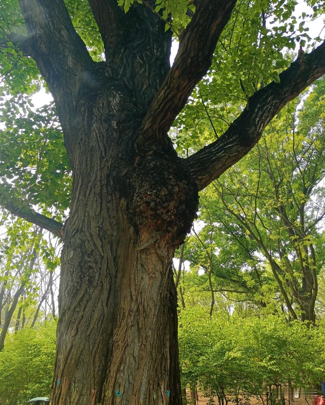 除了喜欢花花草草，也更喜欢大树！
昨天和今天都在公园里发现了特别高，特别大的树，