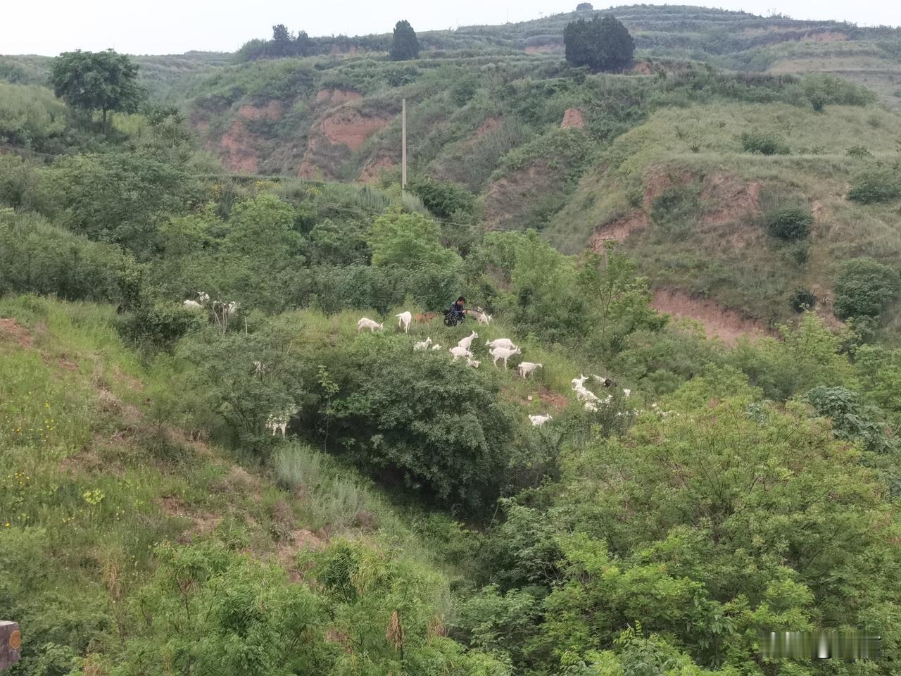 今日骑行又碰上一群羊，这场景总是充满惊喜。我今天遇到的这群羊，慢悠悠地在路中间晃