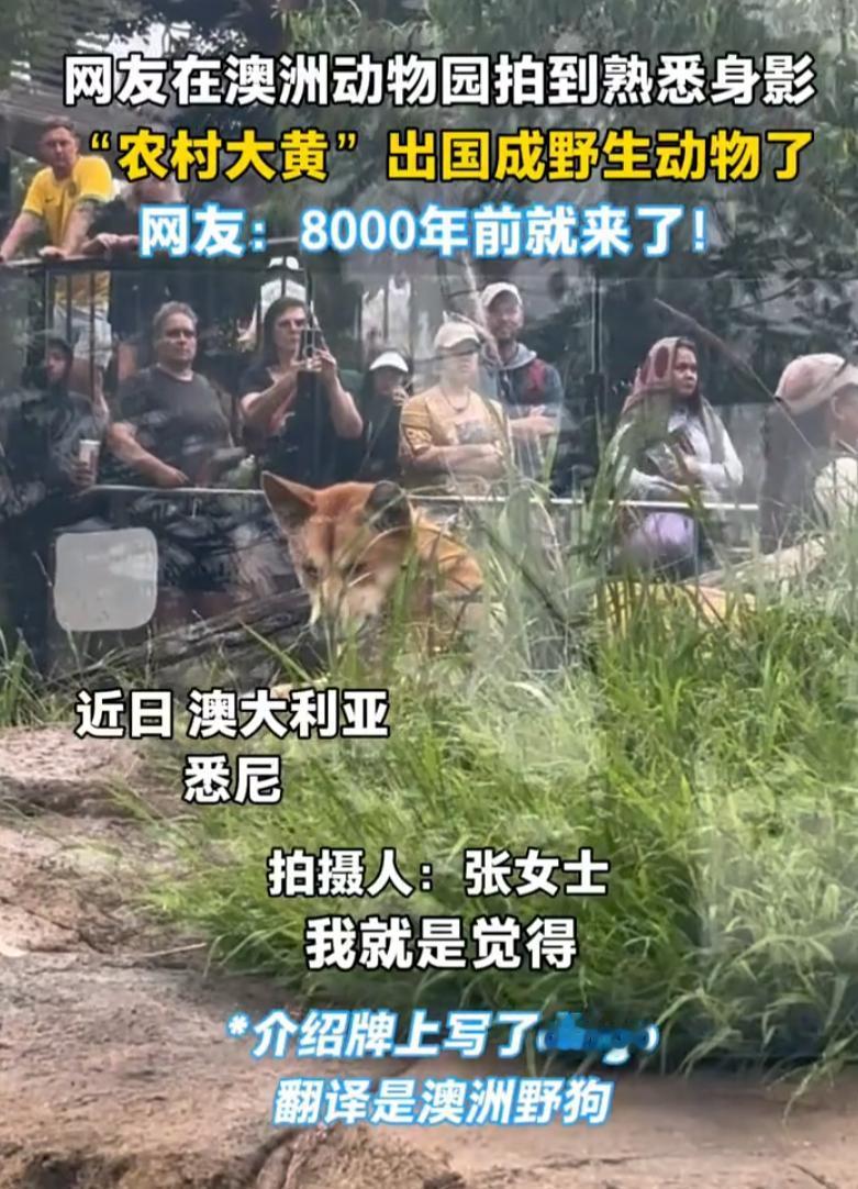 谁能想到，花了大几千块的机票，跨越一万多公里跑到南半球，最后在老外的顶级动物园里