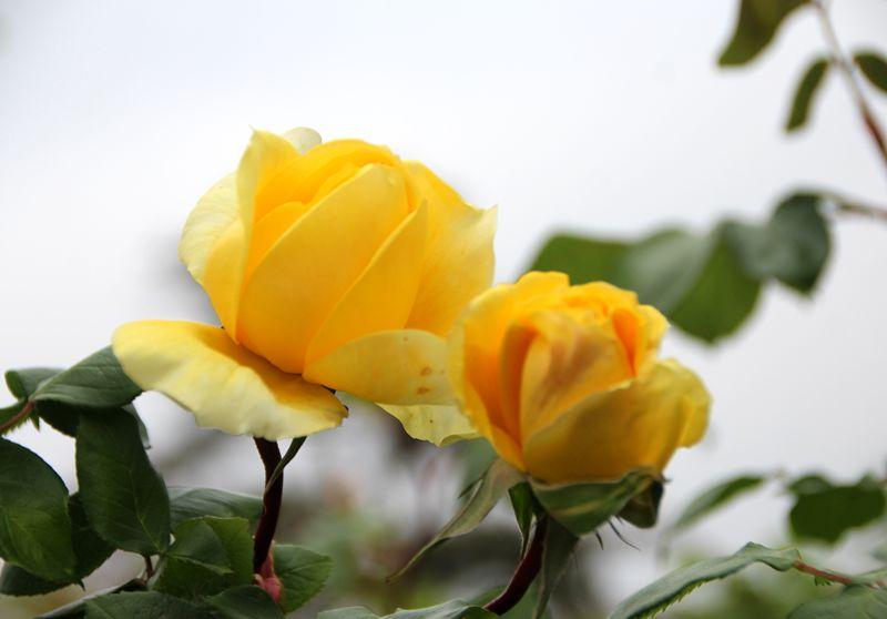 七绝|丙午泼水节
春光旖旎百花开，
傣族人民喜庆来。
版纳欢歌迎泼水，
龙舟泛海