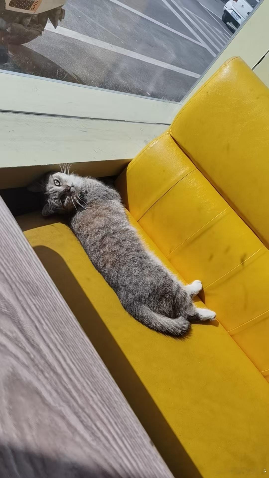 今日份治愈：一只把自己拧成麻花的修猫。确认过眼神，是拥有“软骨功”的猫。这脖子，