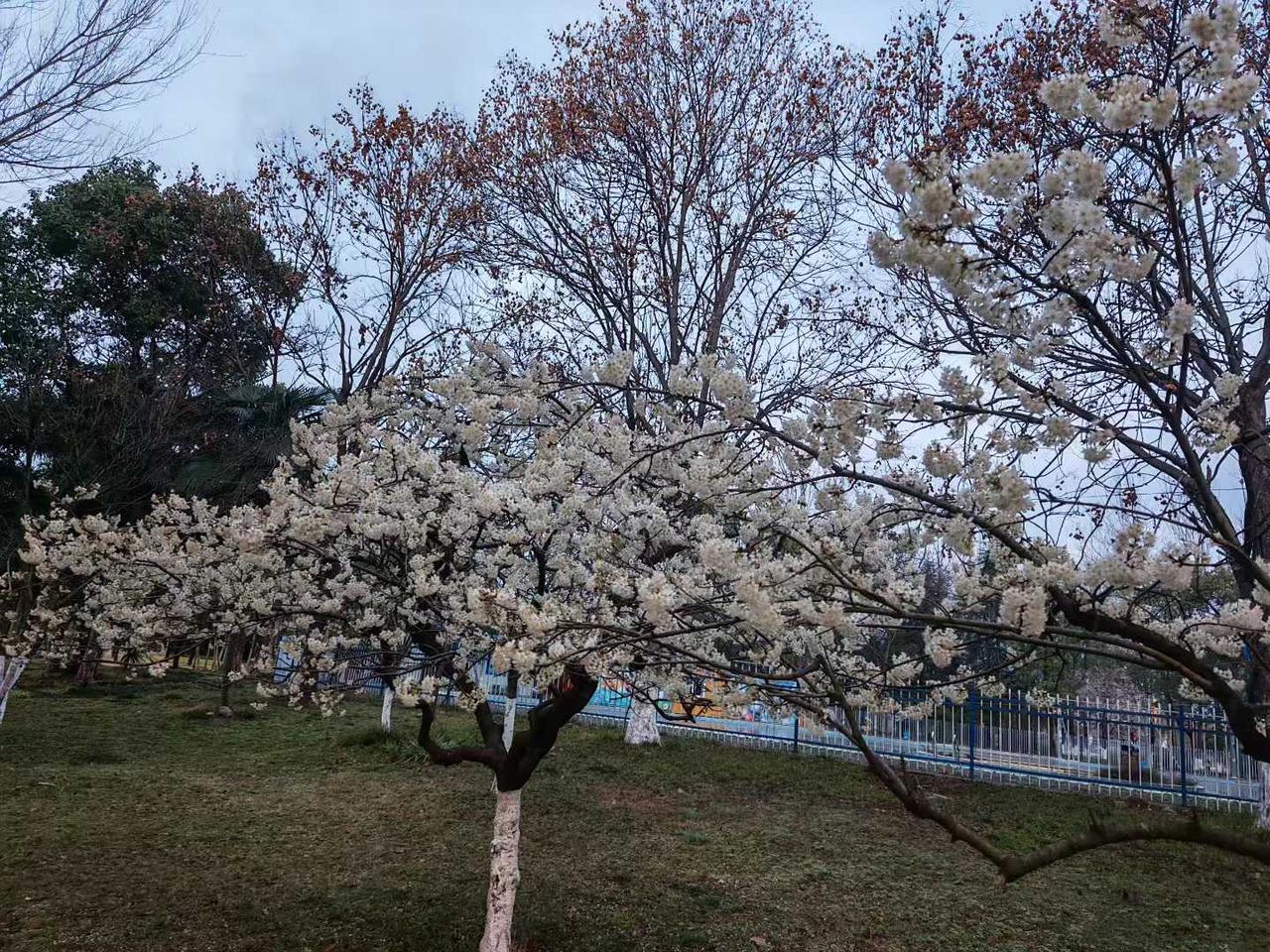 青涩已过，半熟未满，
混到了中年少女的年纪，
食人间烟火，走人间规律，
成年人的