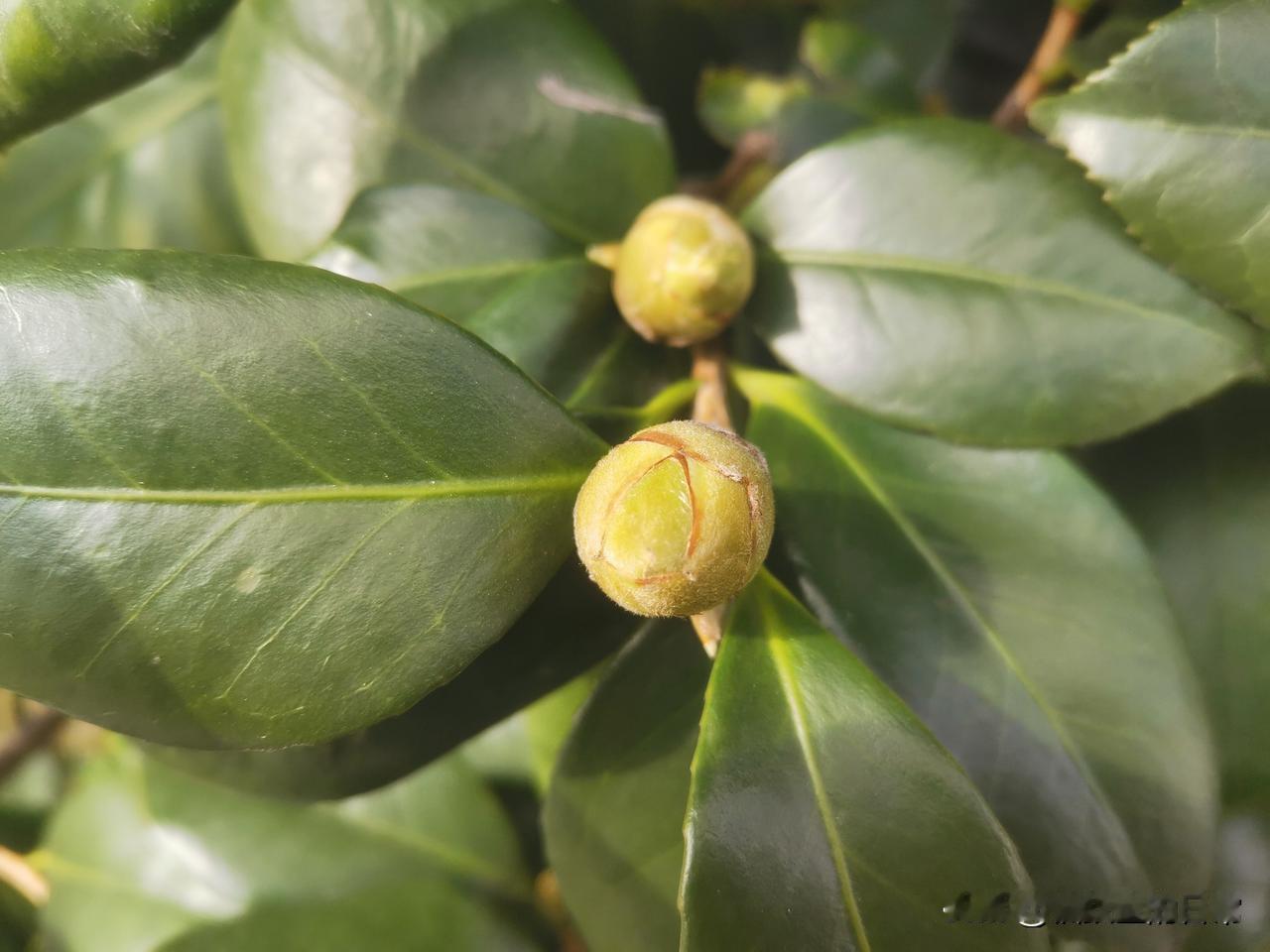 高血压病人，吃东西一定要注意，以下食物绝对不能吃的。

1.西柚

2.白酒
