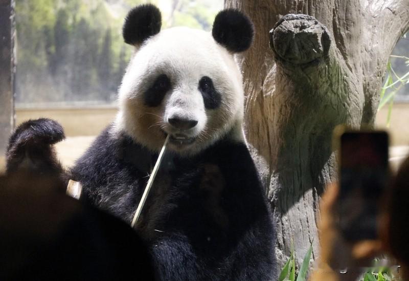 中国或不再向日租赁熊猫
目前日本国内只有东京上野动物园的「晓晓」和「蕾蕾」两只大