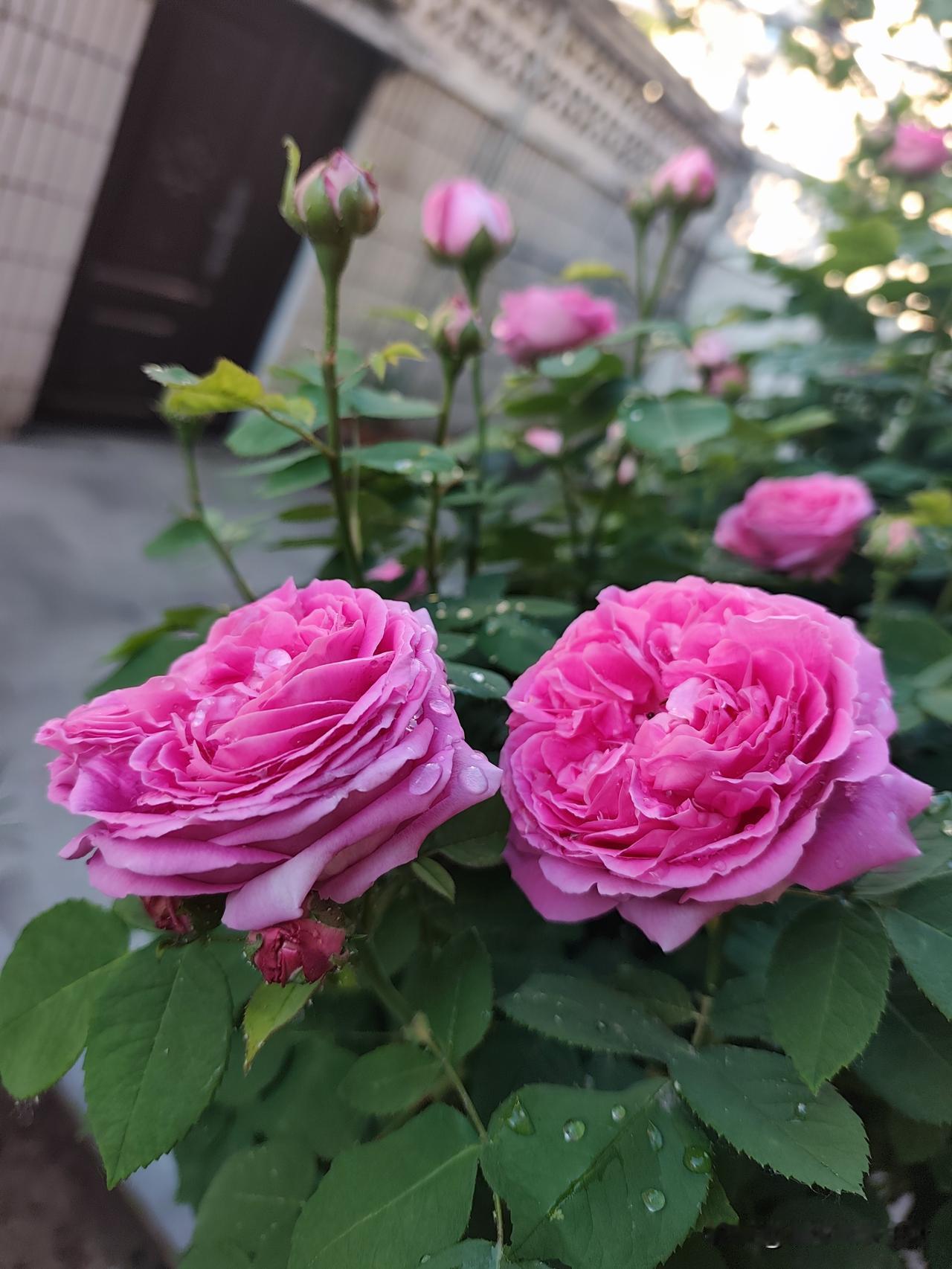 雨后天晴
      艳阳高照
蓝天白云
       花瓣凝珠
[彩虹][彩虹