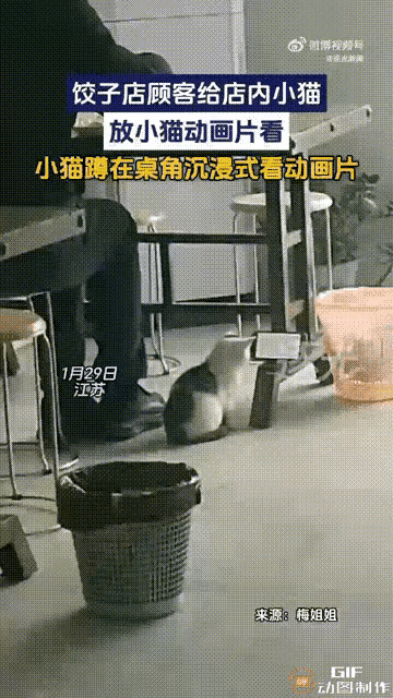 解释不清了！江苏一男子在饺子馆吃饺子，店主的猫咪跑来讨食。

男子灵机一动，放动