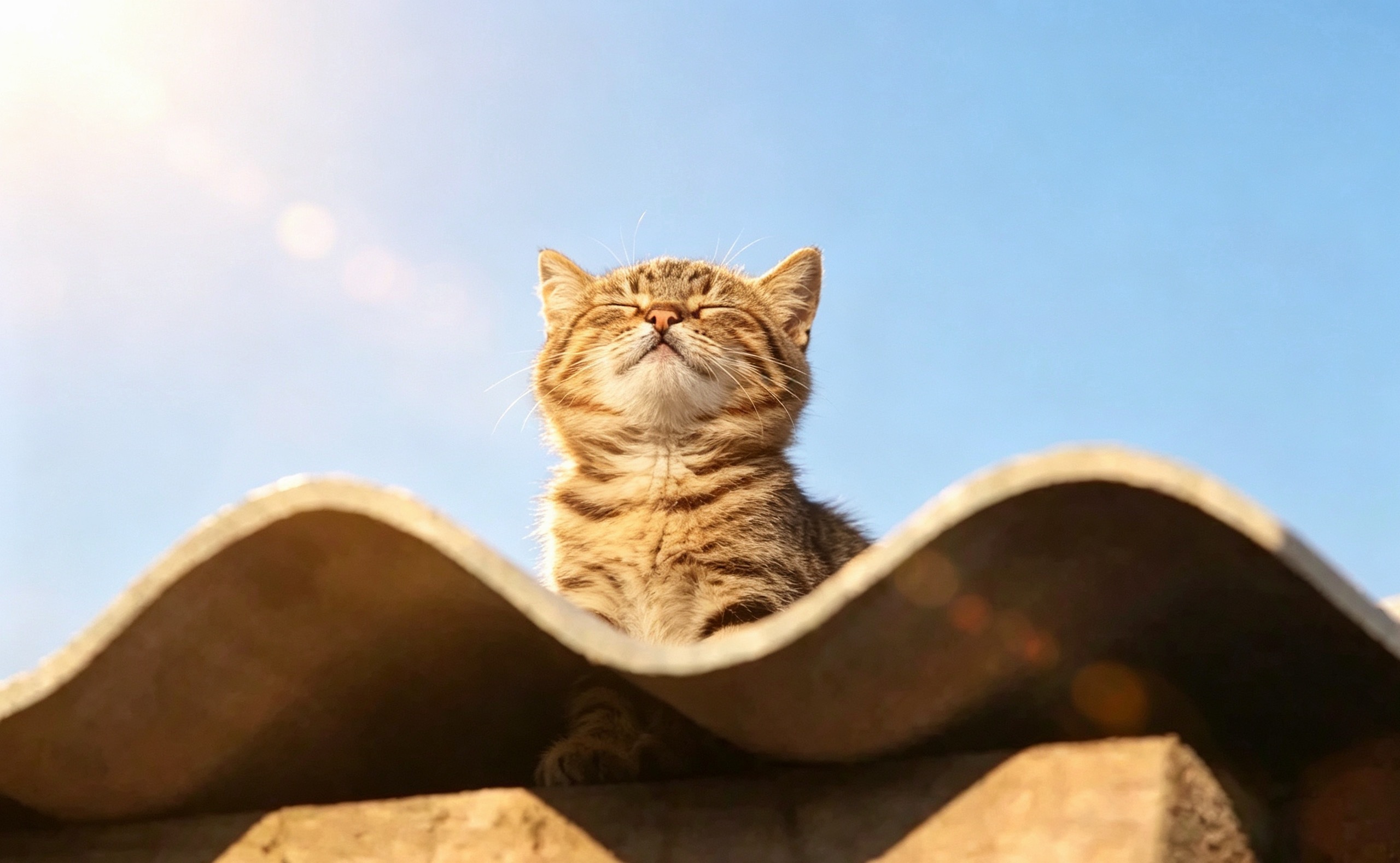 猫真的掌握了生活的真谛睡觉、吃东西避开吵闹的人享受独处坐在阳光下当感觉能量不对时