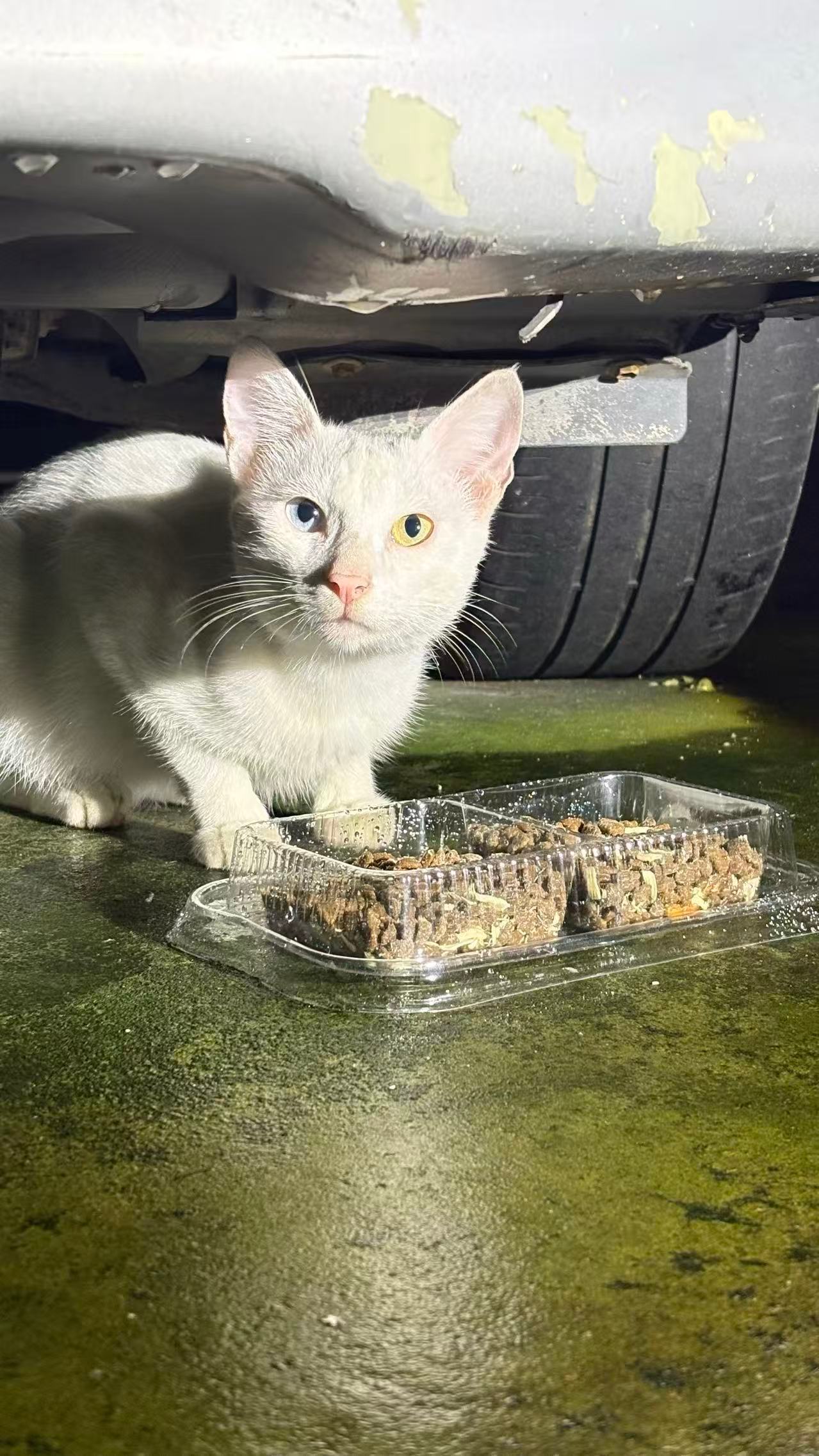 喂猫点的鸳鸯眼小白，瘦得很，这种颜色的猫在猫界是底层中的底层，每天担惊受怕吃不饱