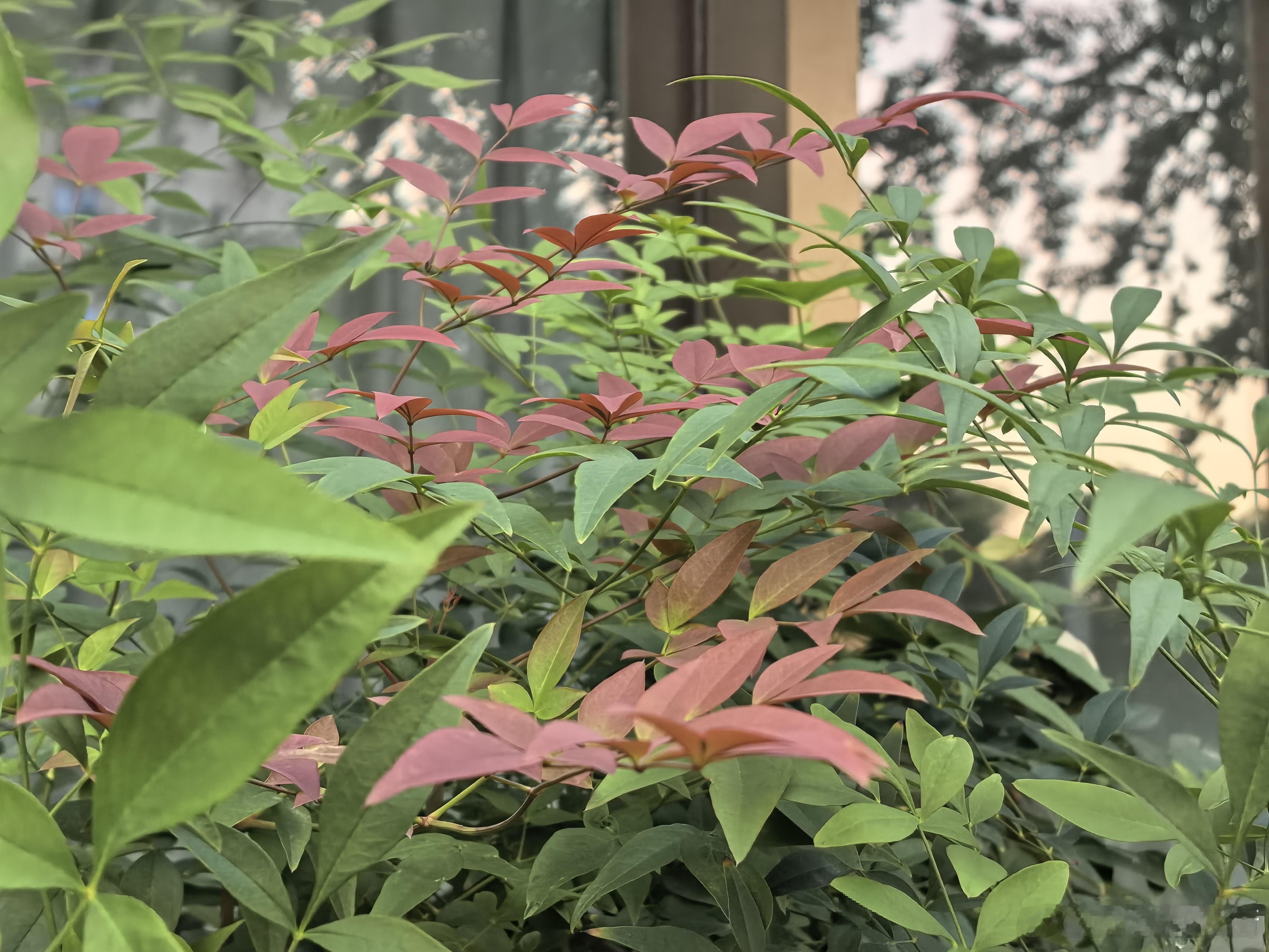 秋天真美好。早上冲了杯挂耳提神，中午发现长高2公分，奖励自己吃辣泡菜，傍晚投喂了
