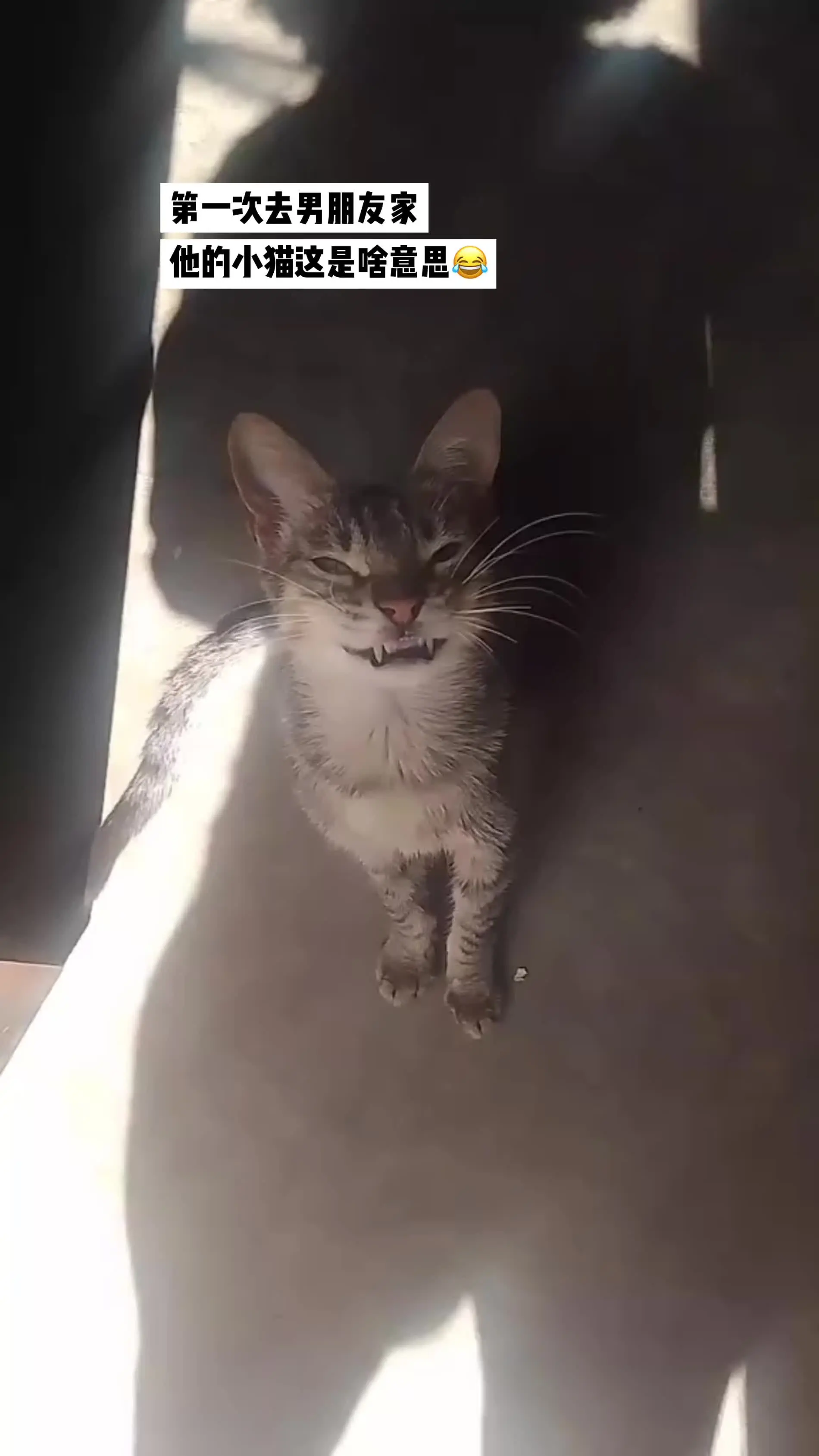 猫咪的迷惑行为
