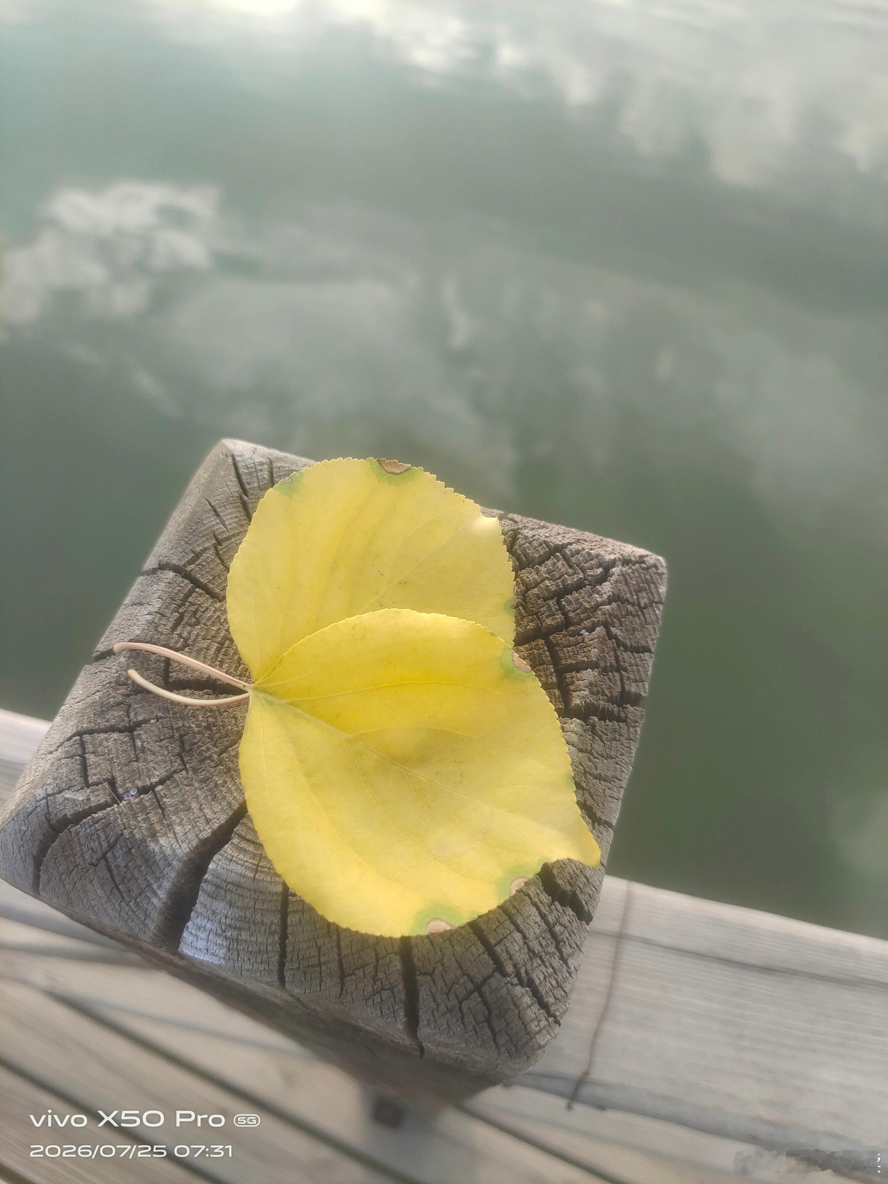 “遇人如遇花，无需太多， 开在心上，一朵即可。” 
