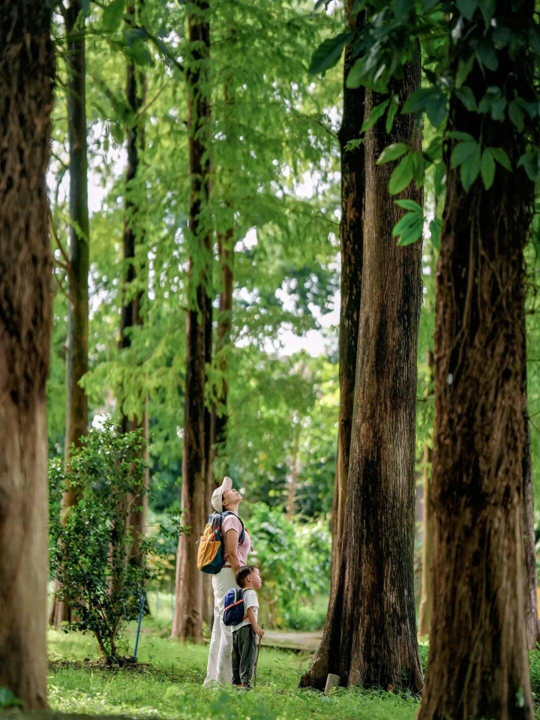 天河🌳极少人知道的小众0元树木公园