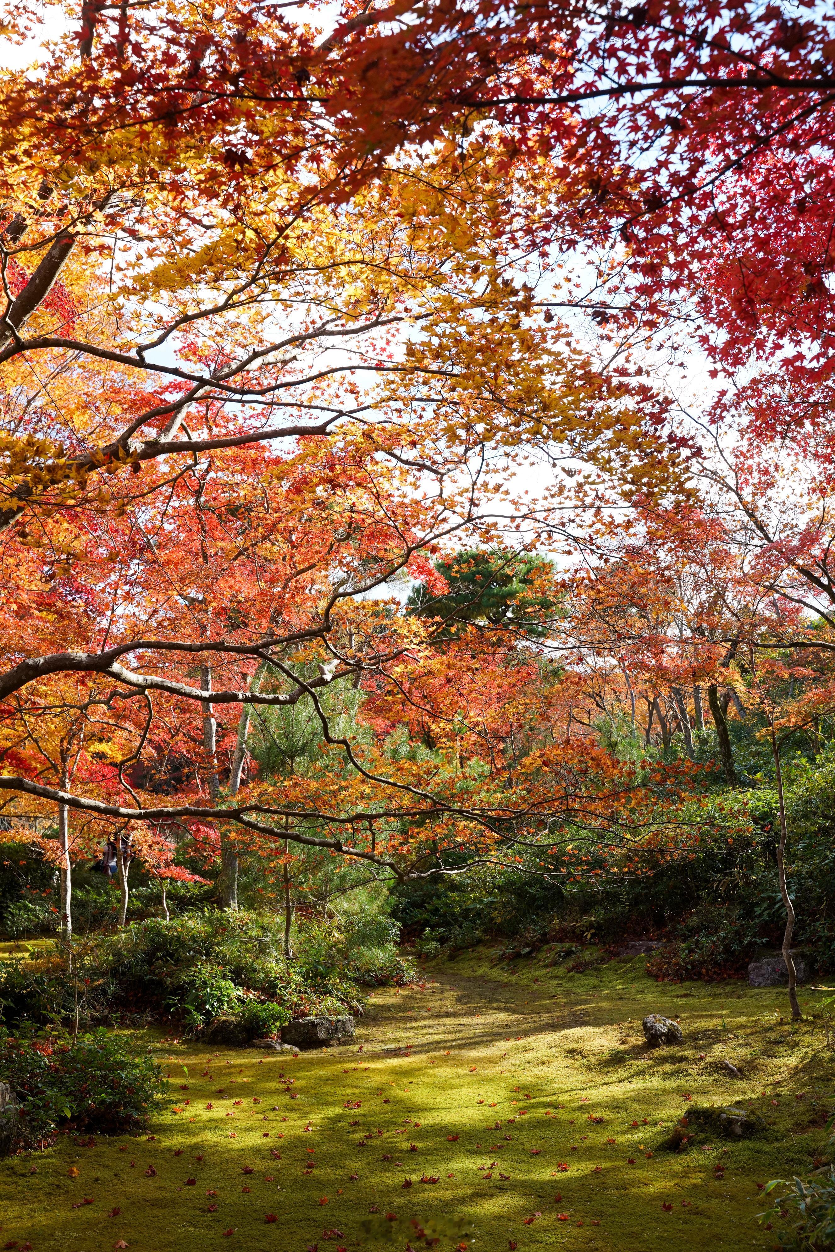 还是第一次来京都岚山的大河内山庄，之前来岚山时都过门而没入，这次赏枫幸好没再次错