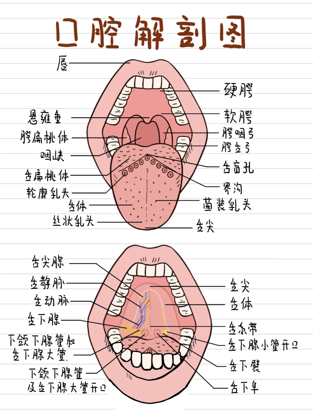 医学生笔记-口腔解剖