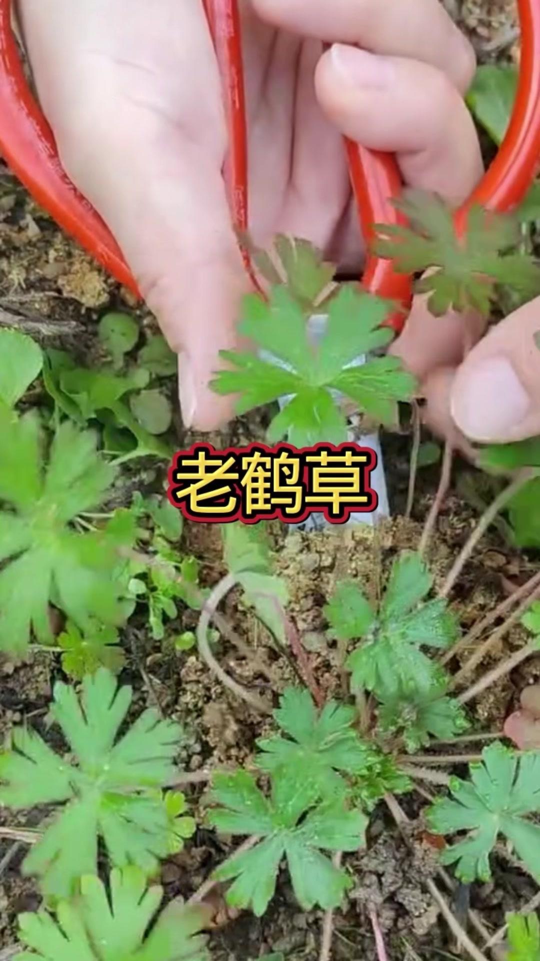 🌿老鹳草是被收录进传统本草典籍的草本植物，整株茎叶带有细小绒毛，叶片呈长状分裂
