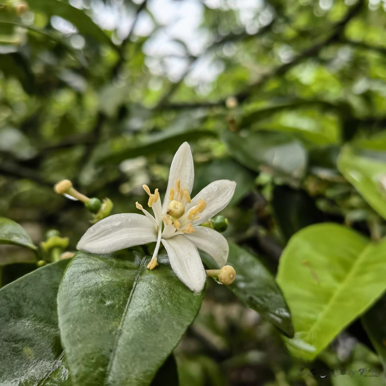 你们发现没有？很多家长被西式育儿洗脑，张口闭口就是爱和自由，从小就让孩子随心所欲