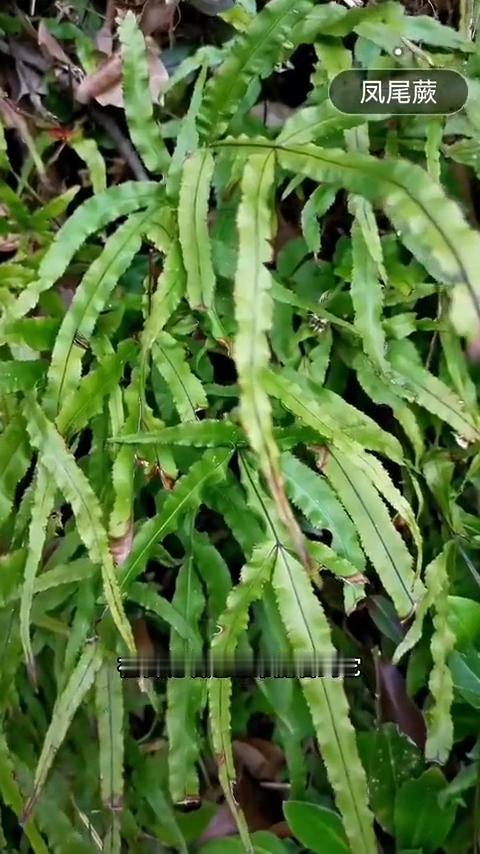 凤尾蕨(石凤仙)。
如果你在围墙边看到这种植物，那就要了解一下了，它就是凤尾草，