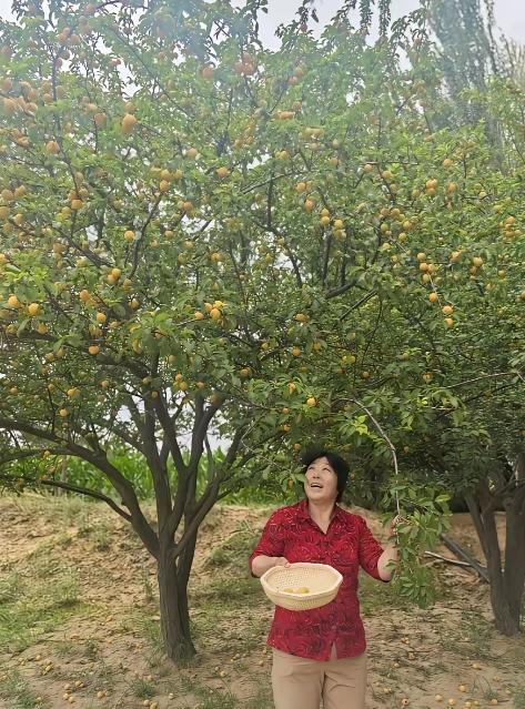 “治沙女杰”殷玉珍，如今身家厚得吓人。800万棵树、7万亩林子，名下还开着一家正