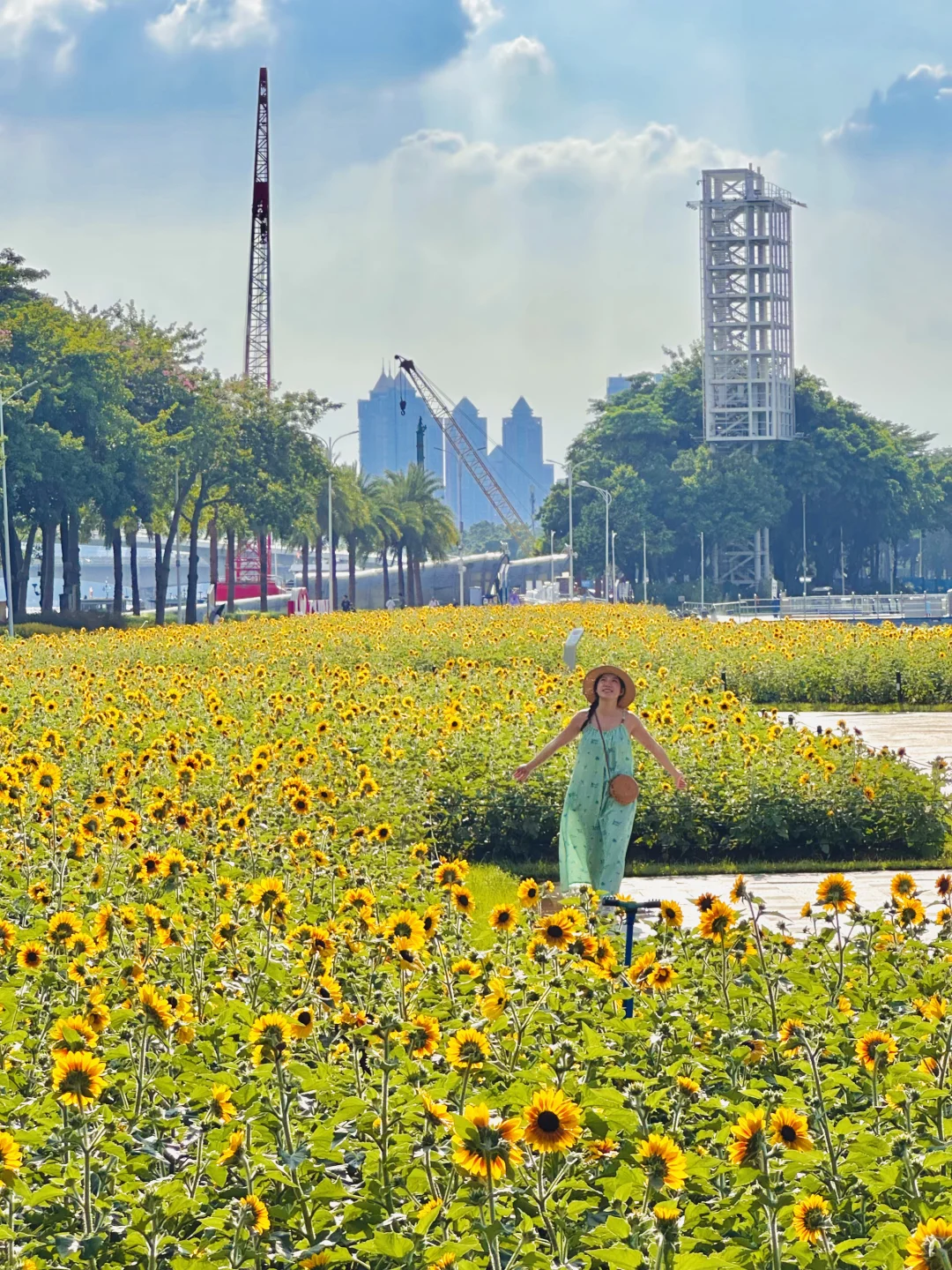 9.18实拍！广州海心沙向日葵开啦🌻太美啦！