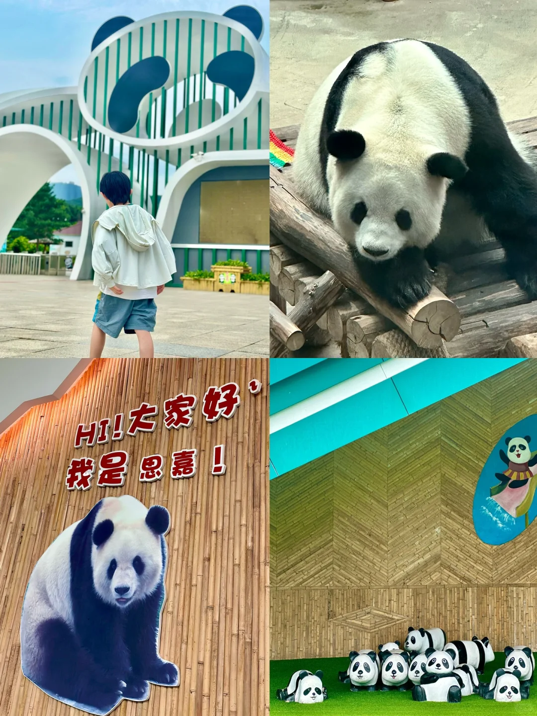 哈尔滨周边亲子游｜来亚布力看国宝熊猫啦🐼