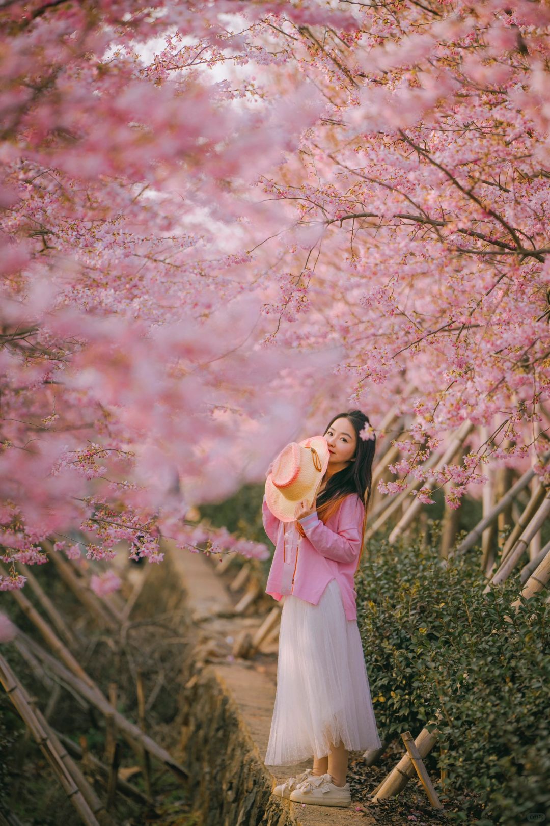 🌸这片绝美樱花林，藏不住了‼️