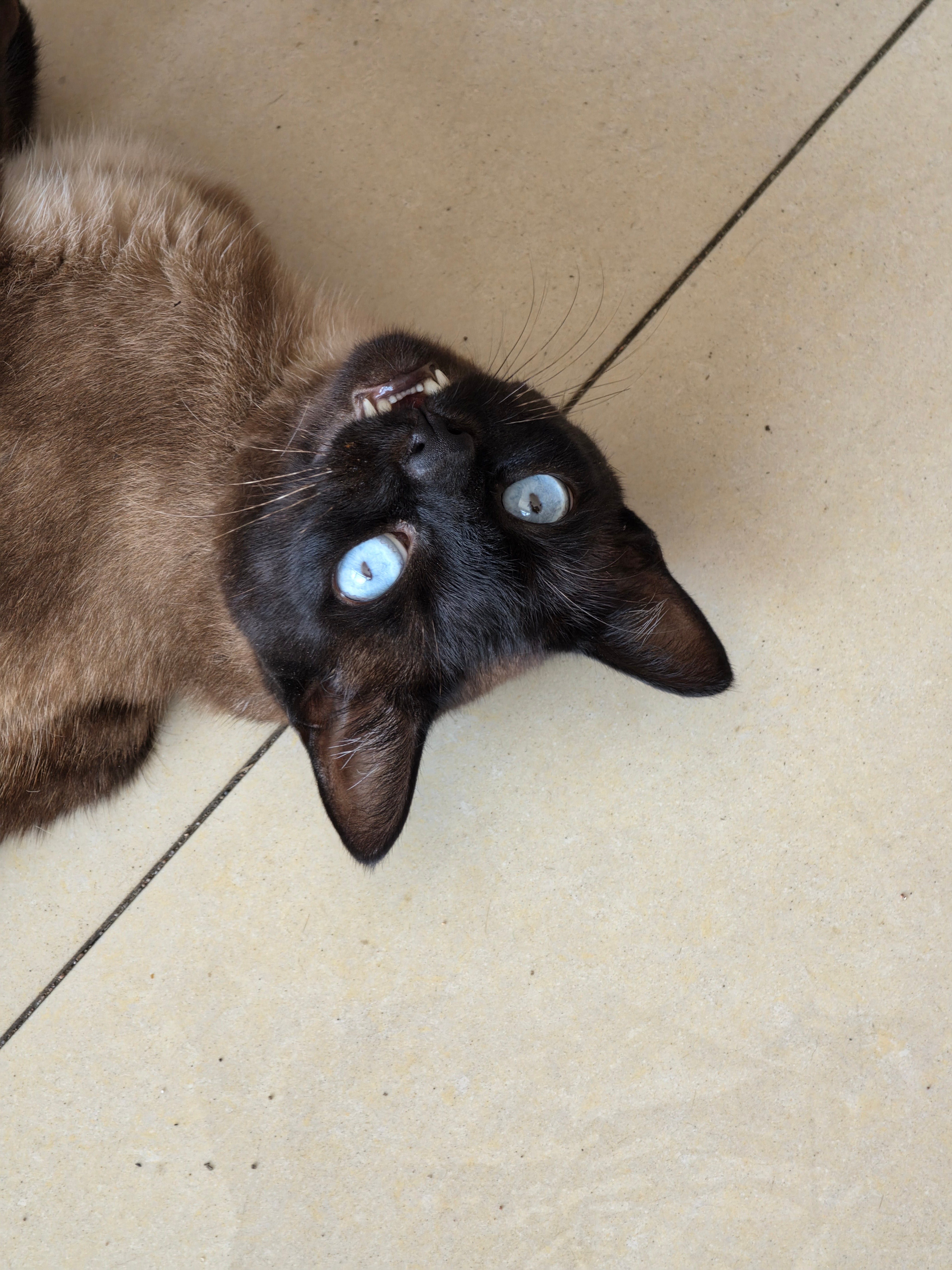 暹罗猫这个眼睛真好看 