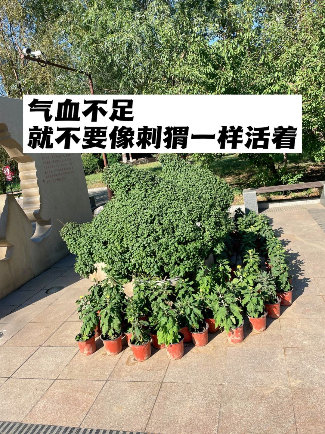 气血不足，就不要像刺猬一样活着.