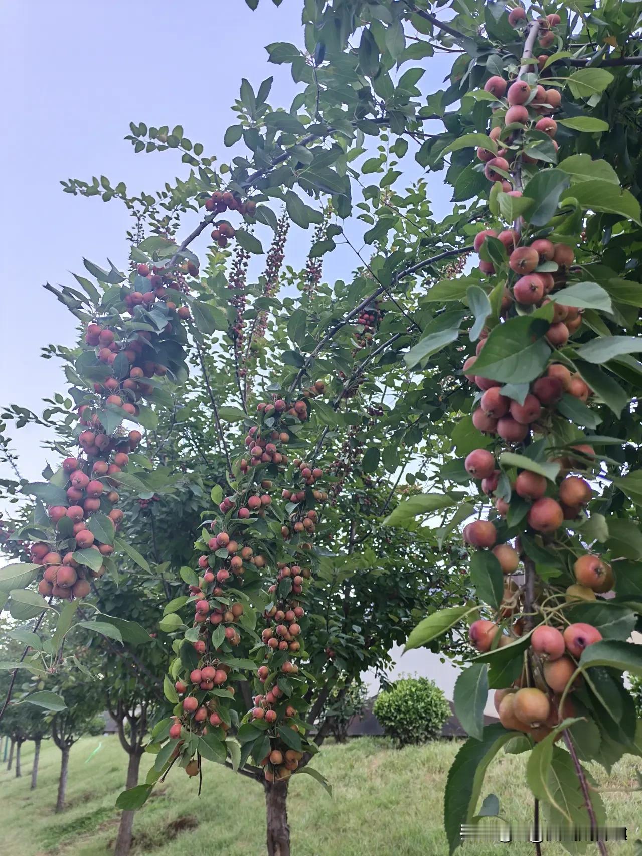 满树果子压弯枝条，看着像小苹果，有谁认识是什么？
路边偶遇这一排树，枝头密密麻麻