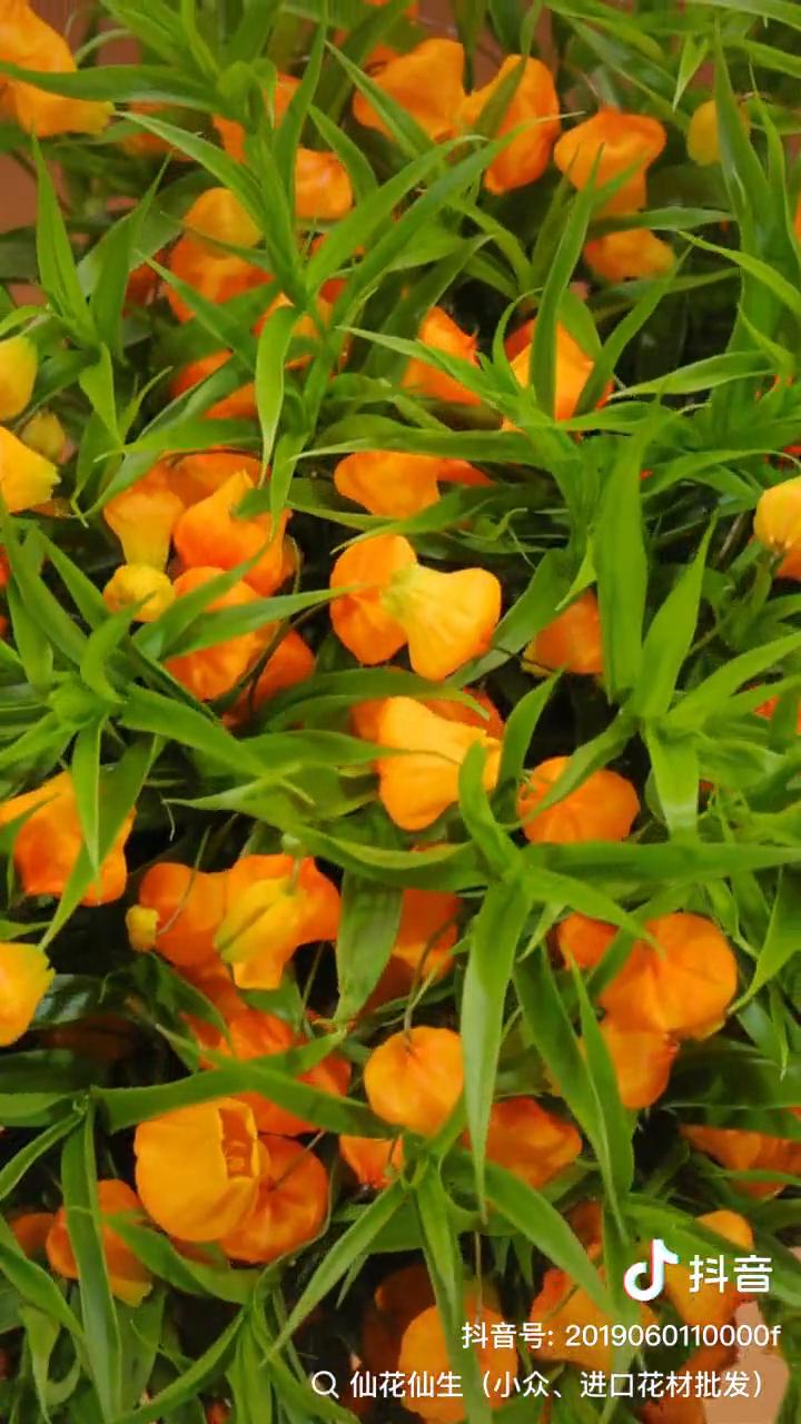 Q仙花仙生(小众、进口花材批发)。
宫灯百合、安吉丽娜、雪崩、新西兰芍药。
来抖