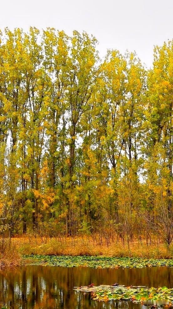 回忆秋天：妩媚，绚烂，韵味十足！