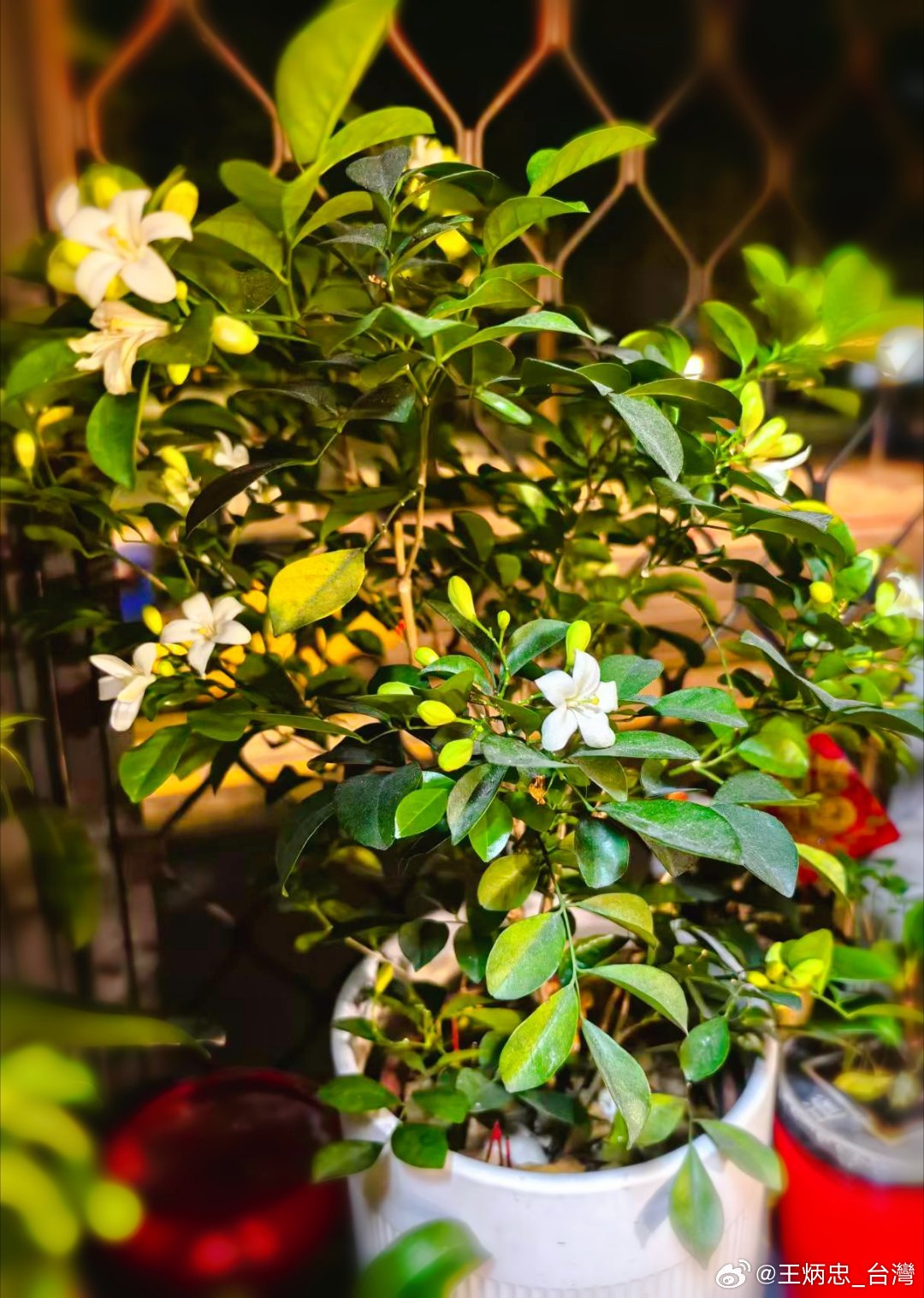 春分已过，清明将至。分享我家近日开花的盆景，蝴蝶兰是之前凋谢后修剪过，近日又重新