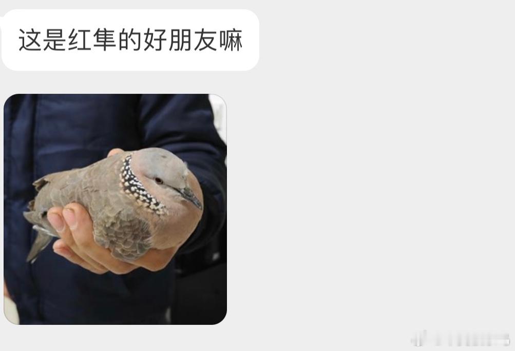 把握良鸡环节撞玻璃的珠颈斑鸠，额头的毛毛都翘起来了 ​​​