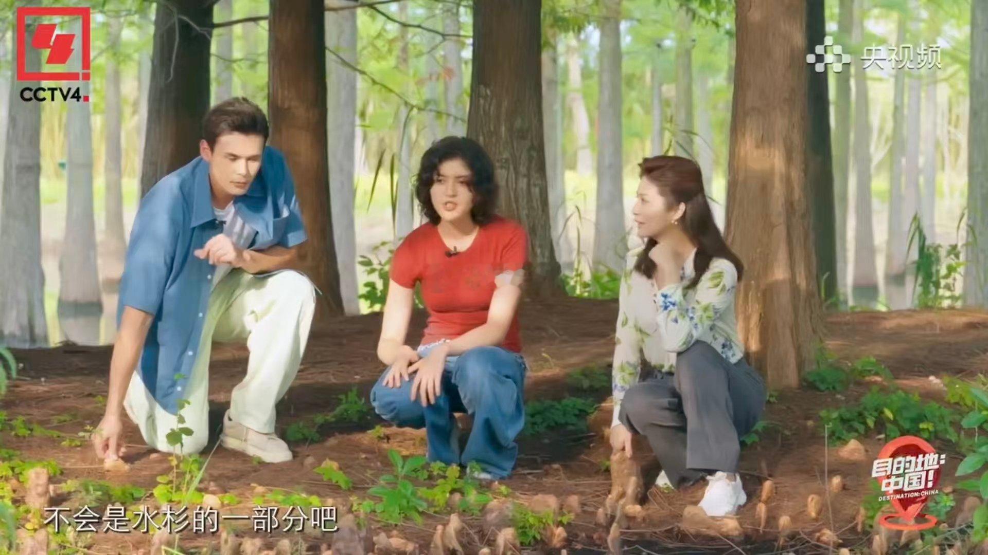 录综艺意外发现存活1亿年的物种 录个综艺，竟闯入了恐龙时代的植物世界！水杉，这位