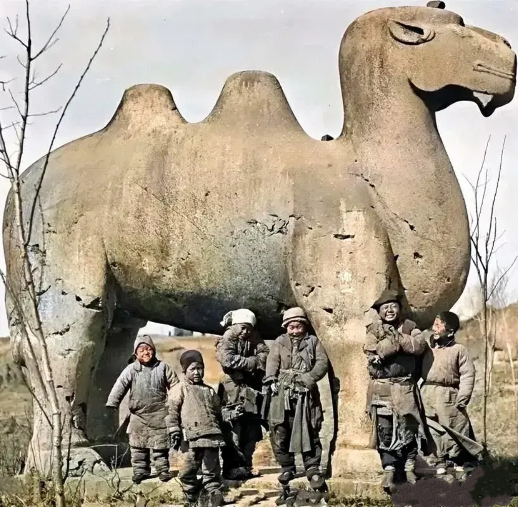 同一匹骆驼，100年的荫庇。[鲜花] ​​​
