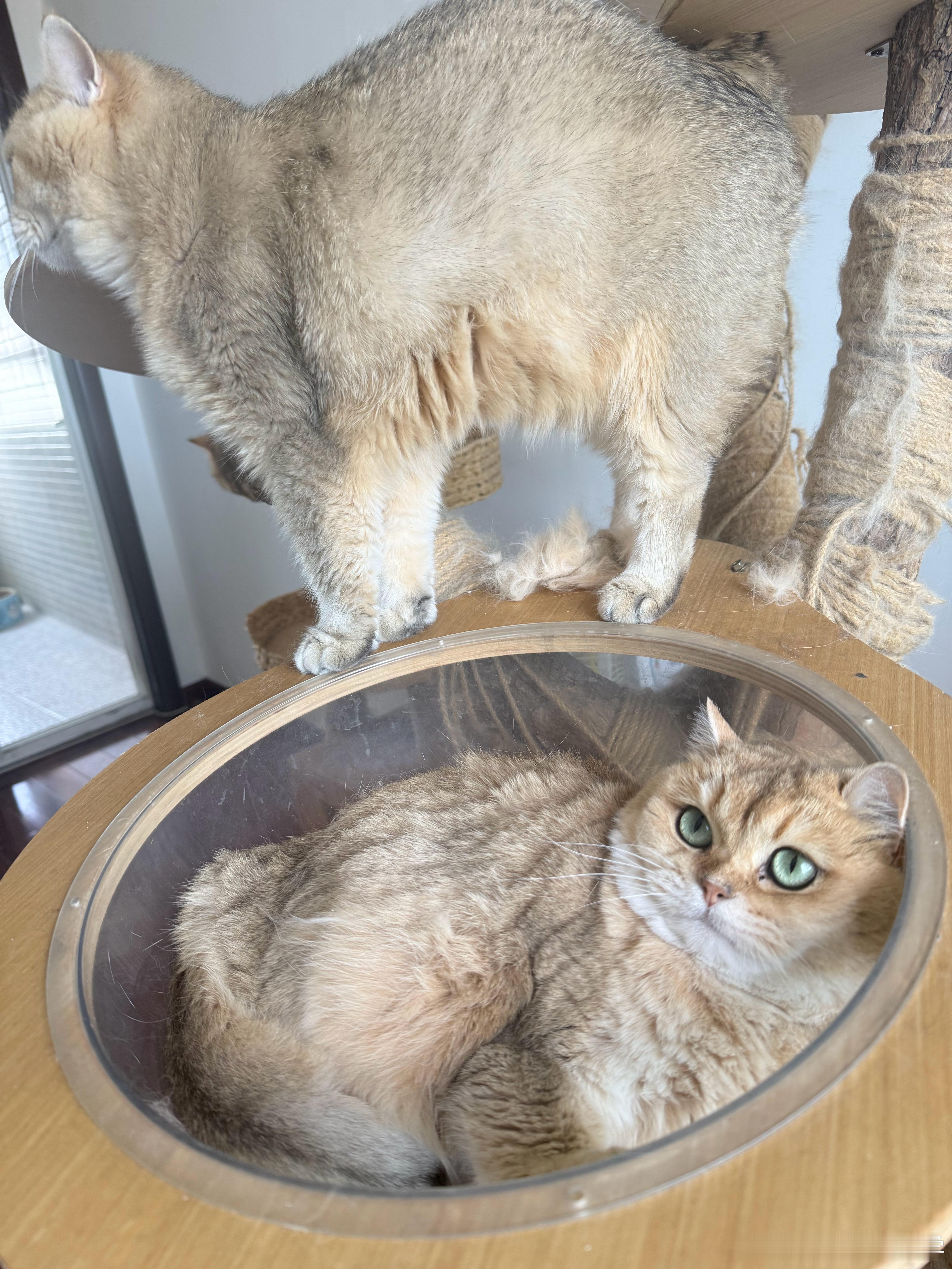 大早上薅小黄桃毛，生气了[挖鼻]萌宠猫咪 ​​​