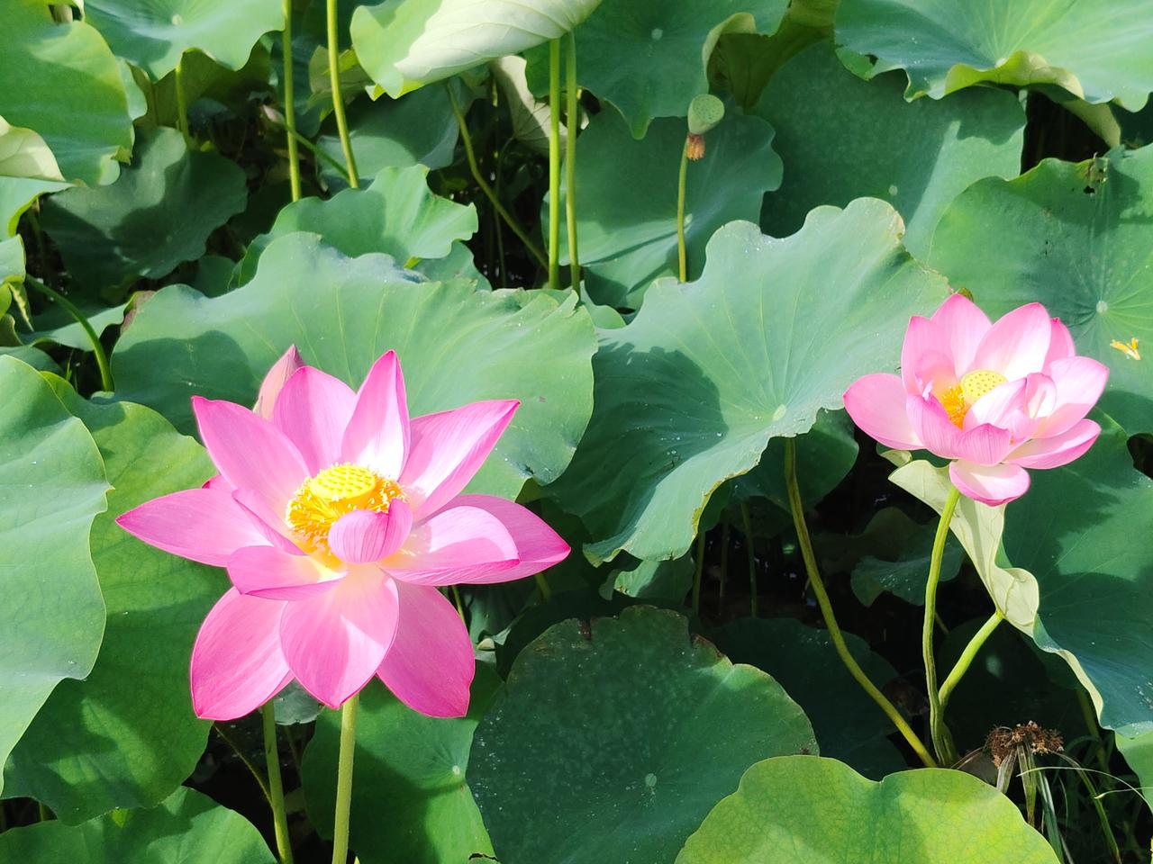 ，什么花都行