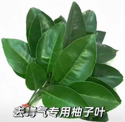 最近被一些蠢猪缠上驱邪吧 大家点点赞好吗 