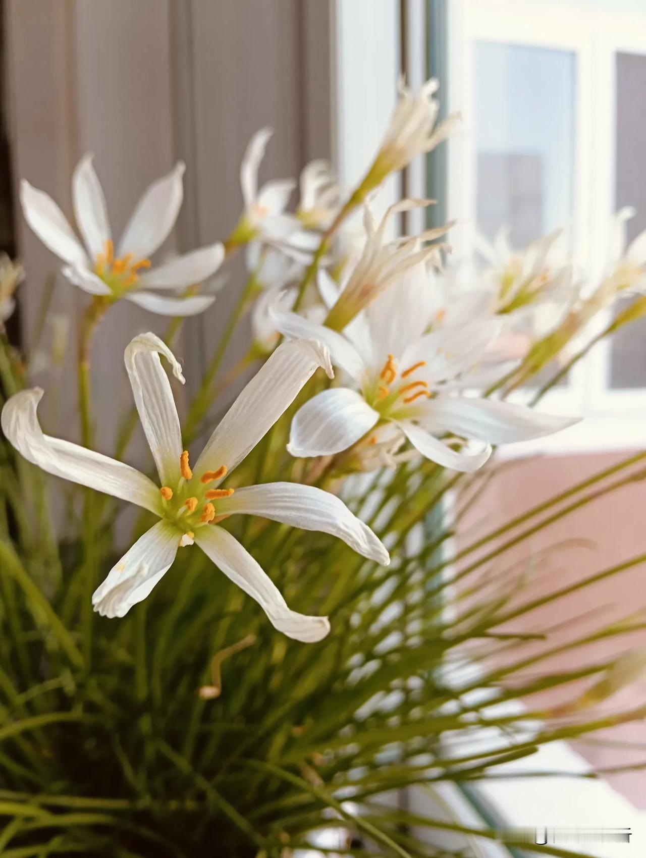 秋日里淡雅小花#拍一张秋日景色##手机随手拍秋花# #秋季随手拍。#