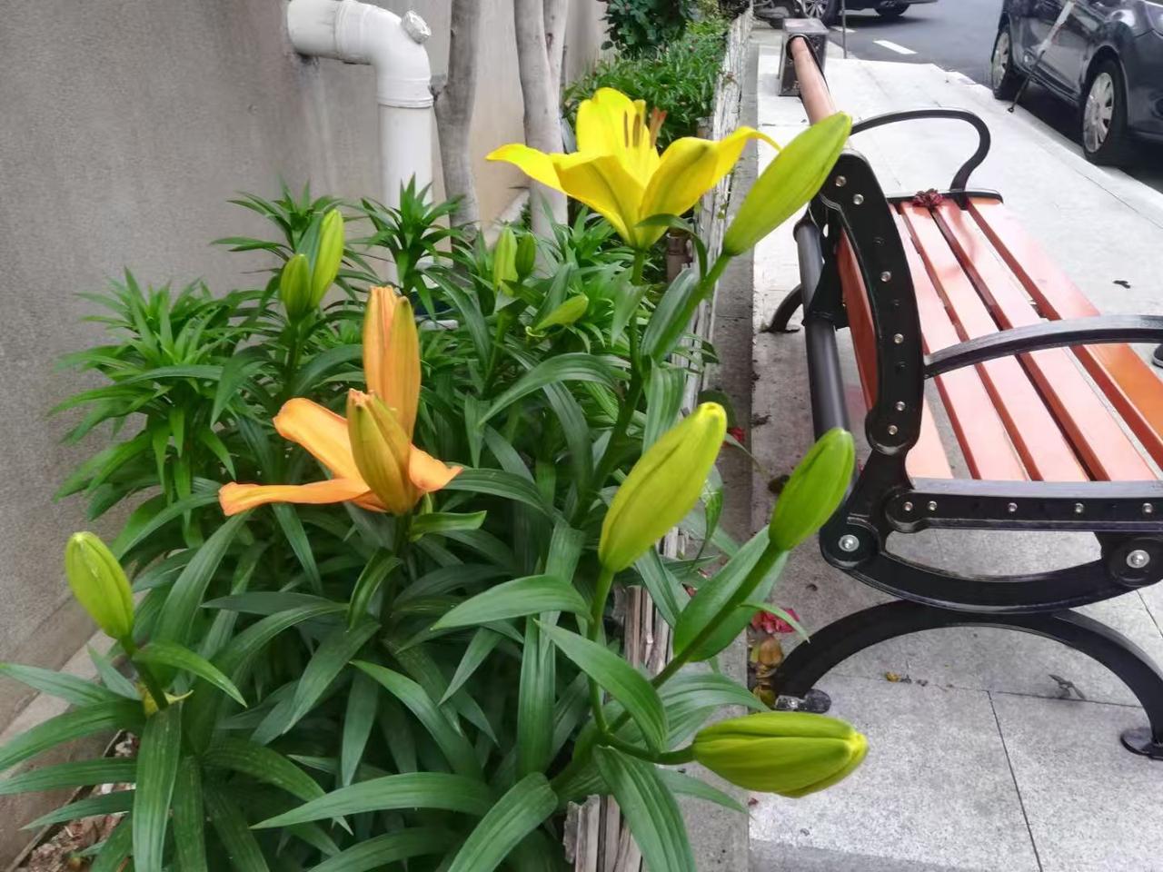 阳台花草近况阳台上的百合花开了，又香又好看，太美了：[赞]